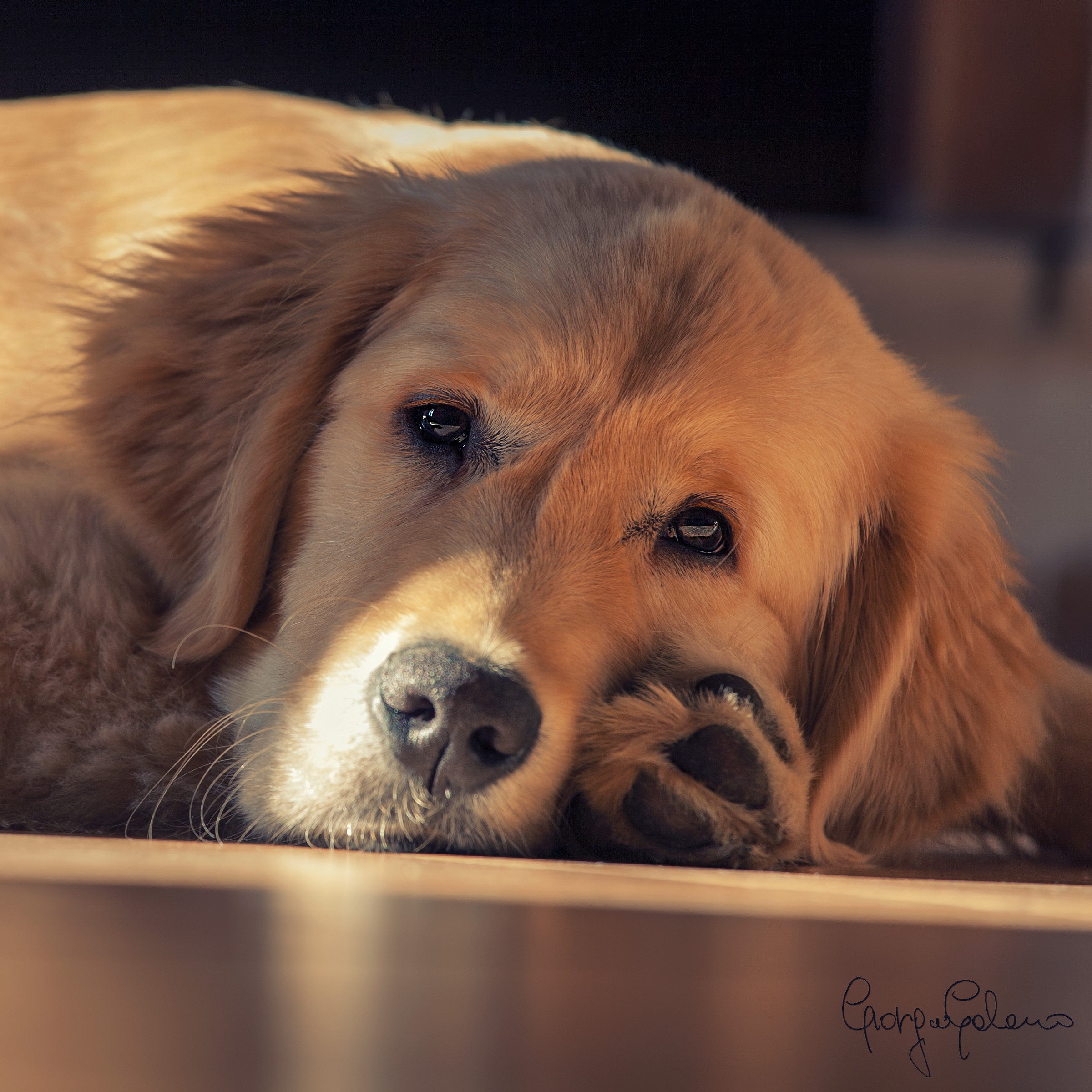 Golden Retriever