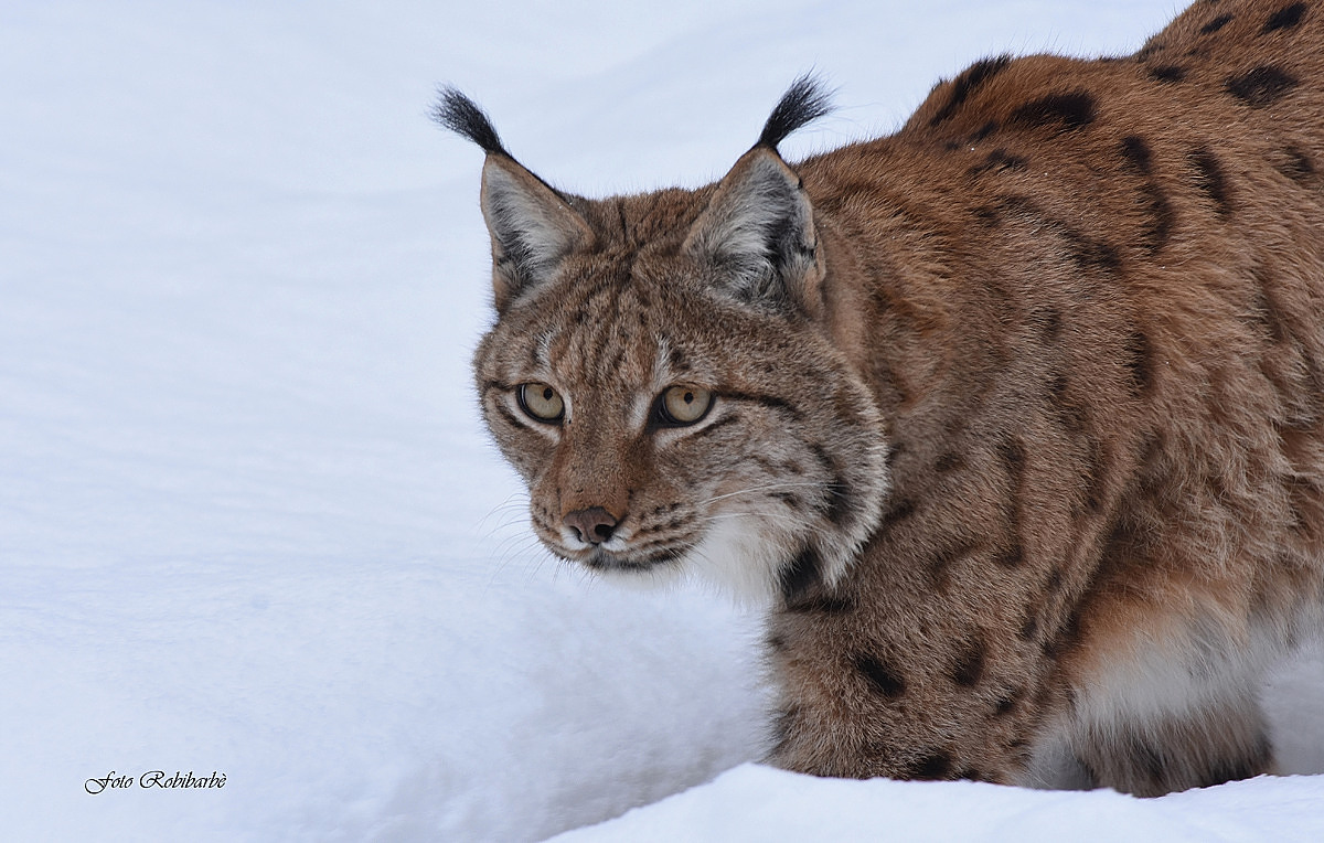 Occhi di...Lince...