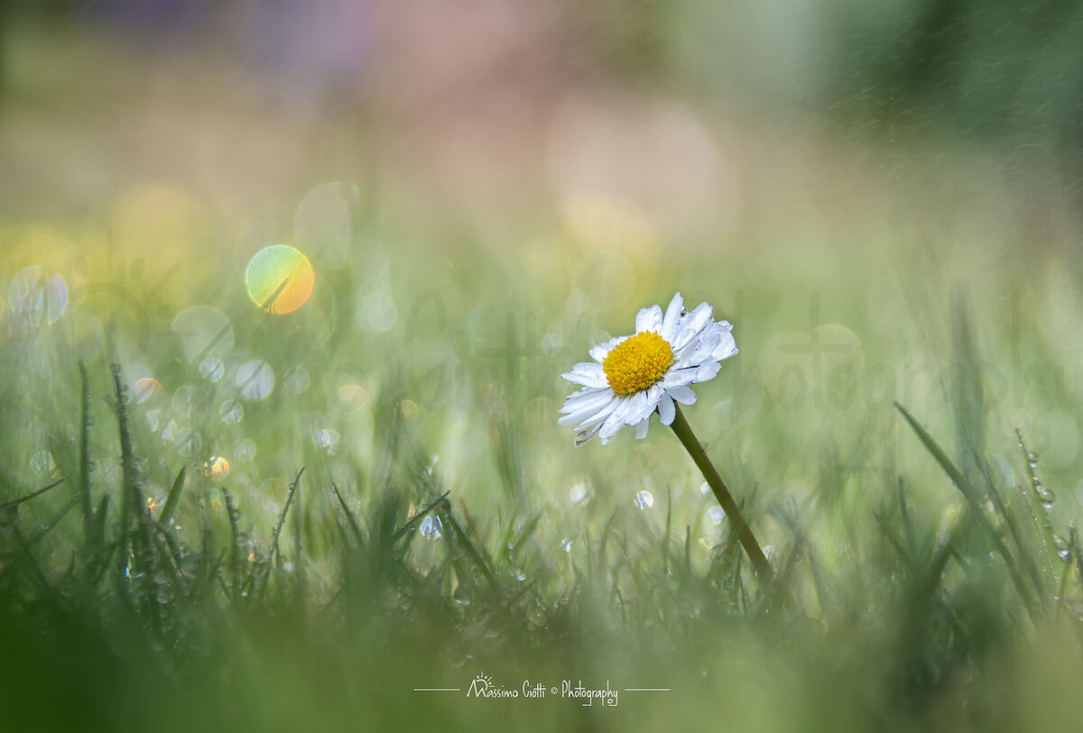 Nel giardino di casa...