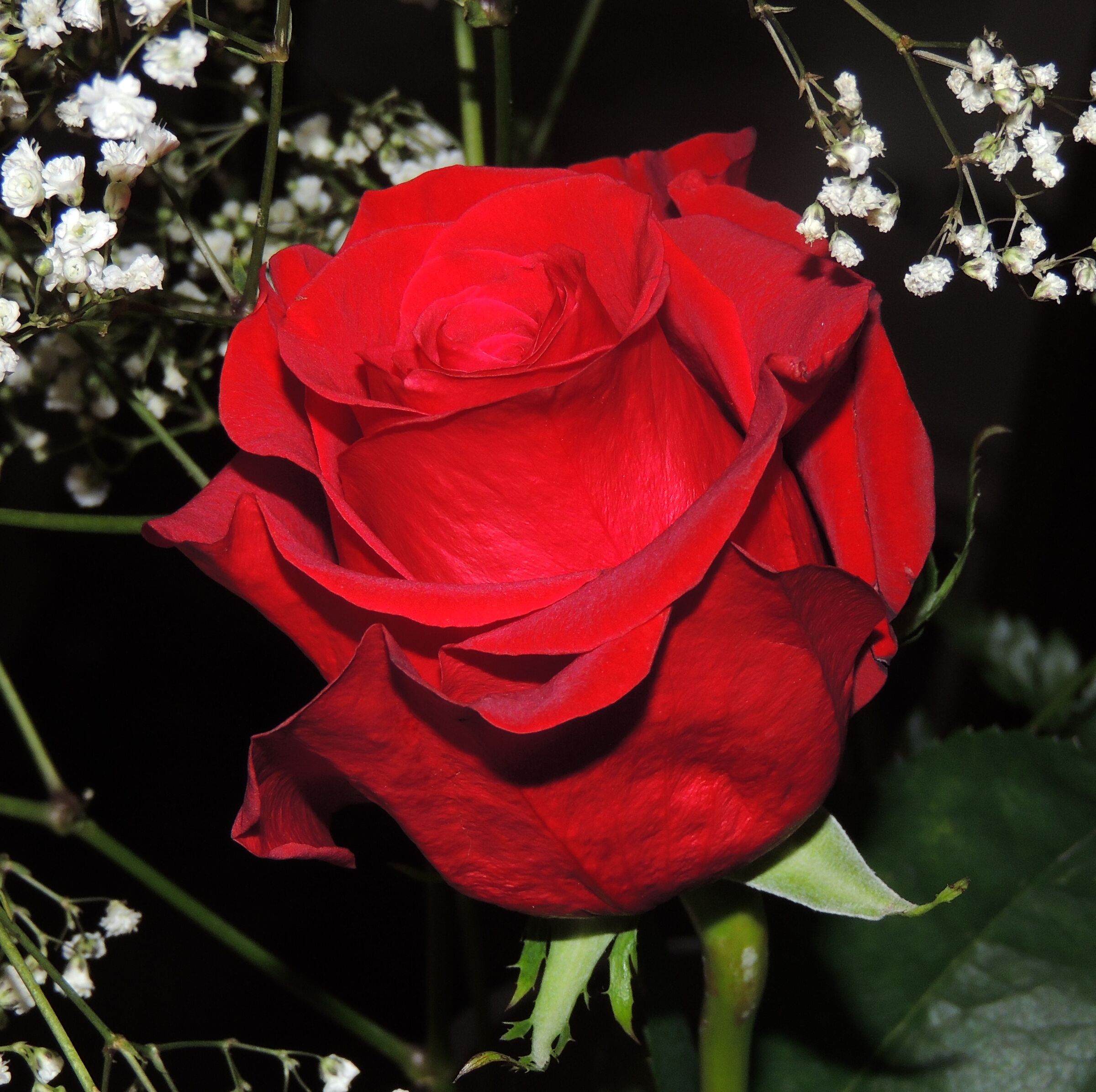 Rosa, regina dei fiori