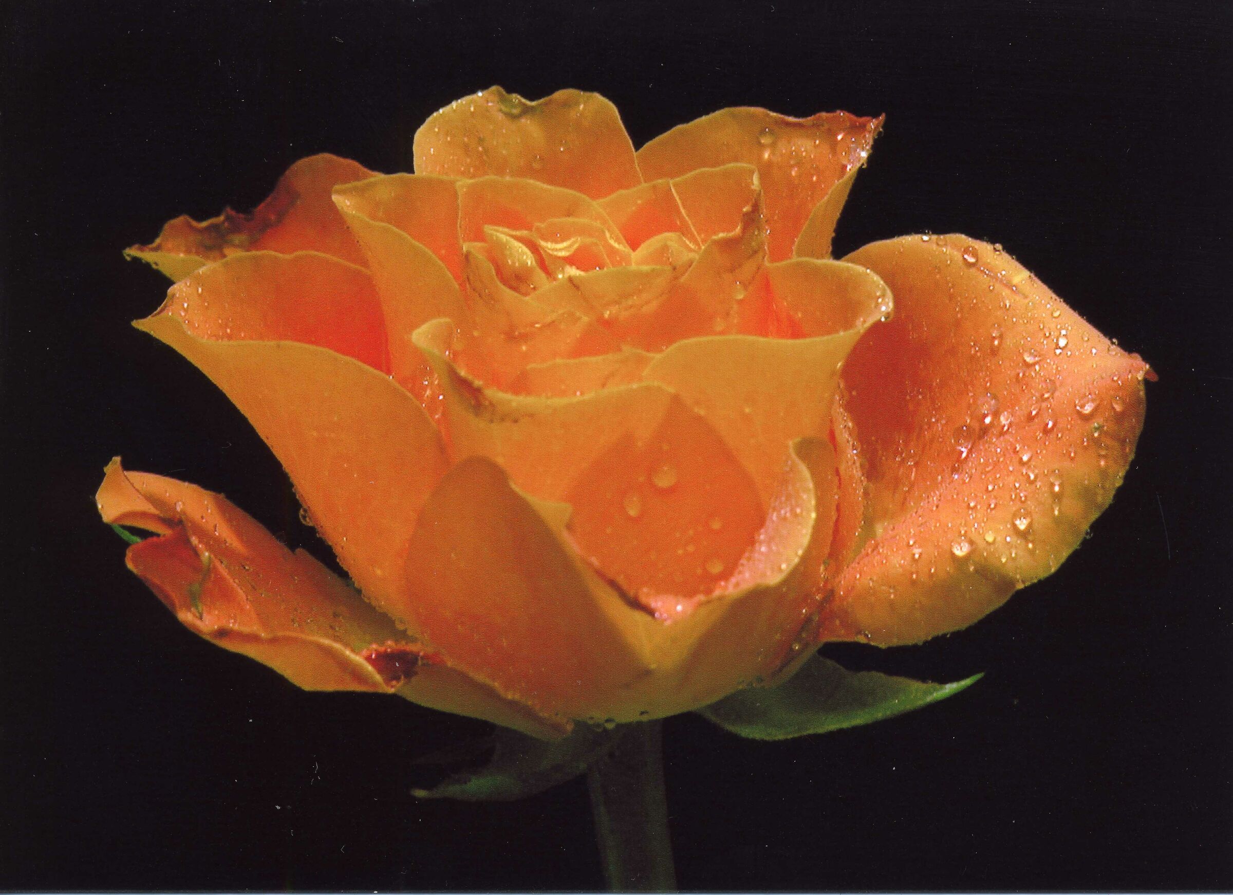 Rosa