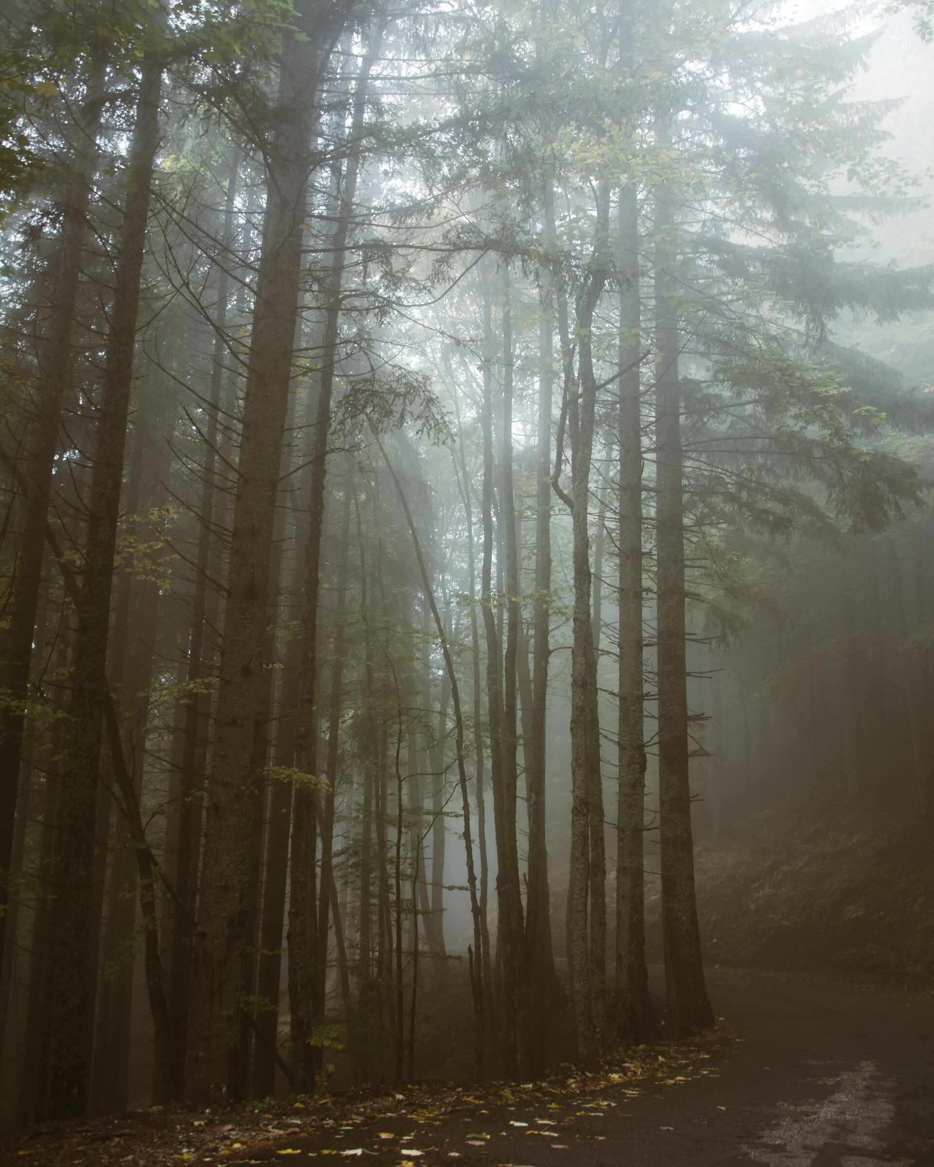 Misty austrian forest