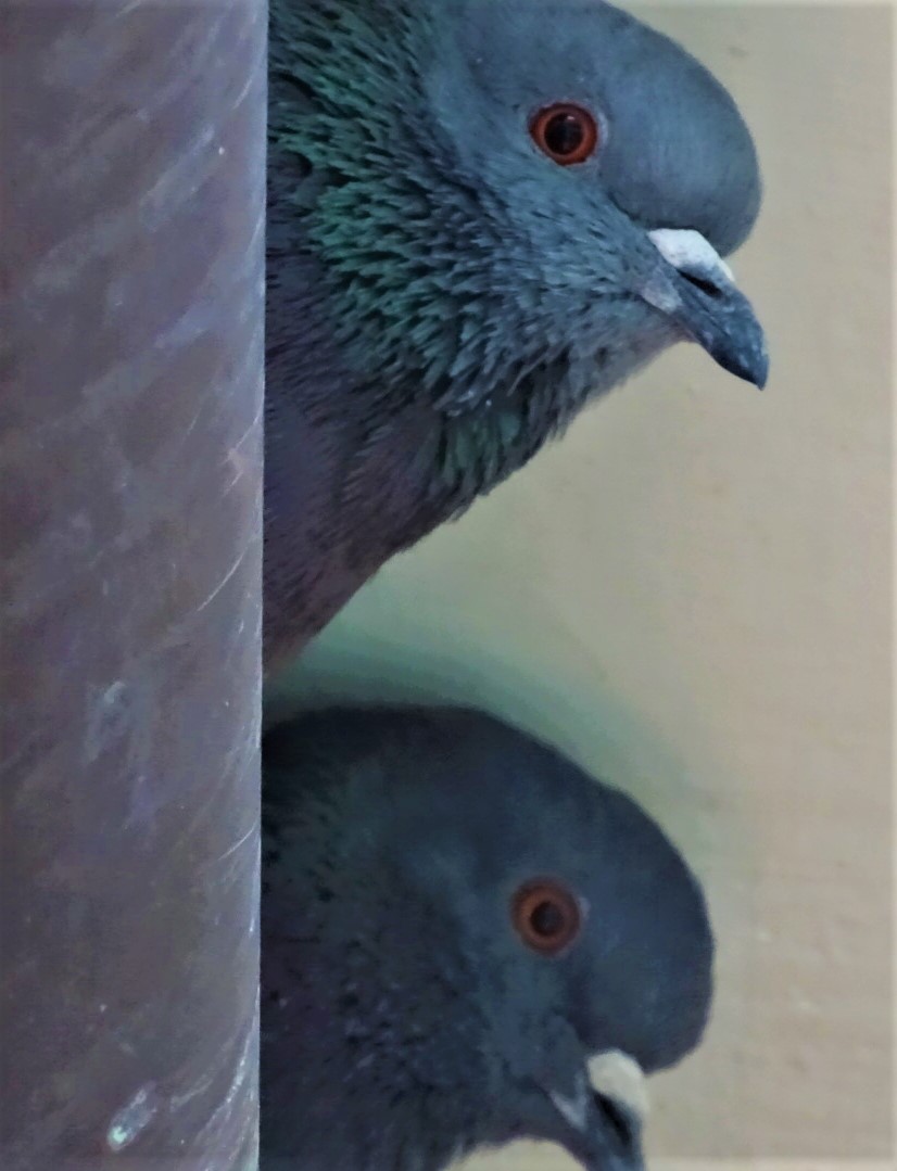 Inseparable pigeons...