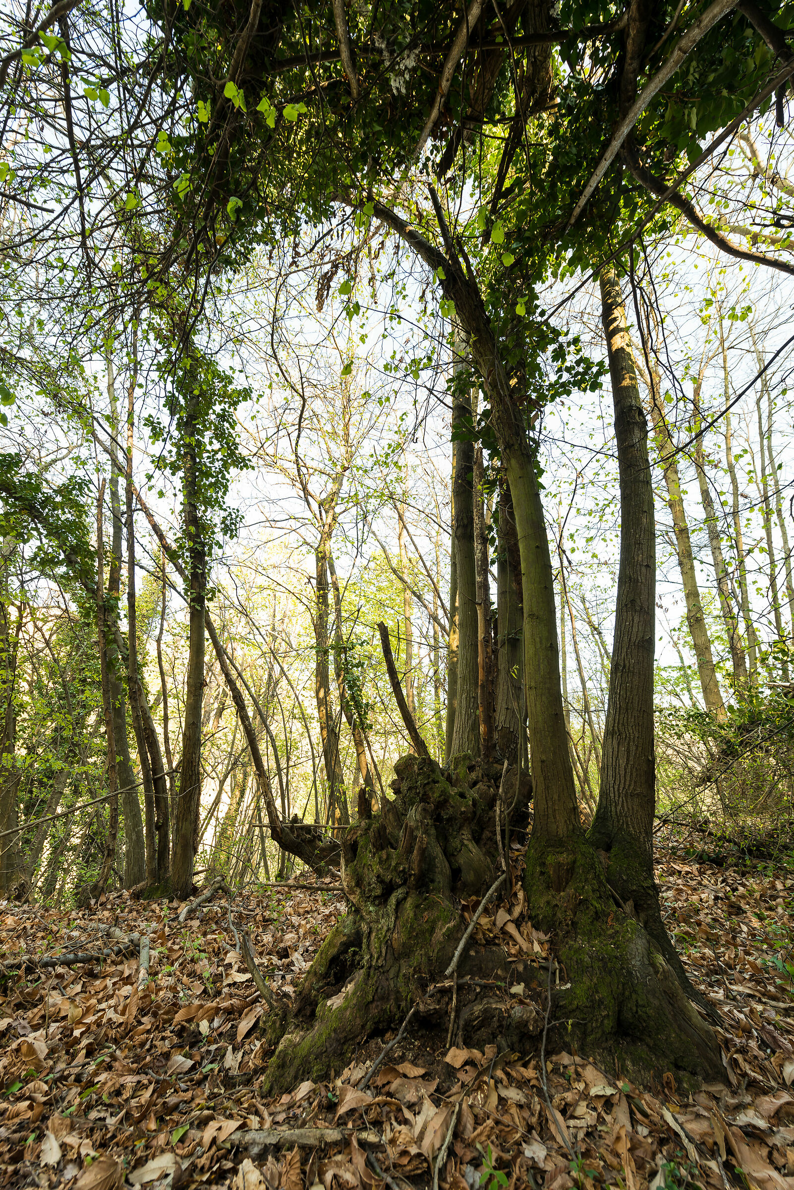 Witnesses of the woods