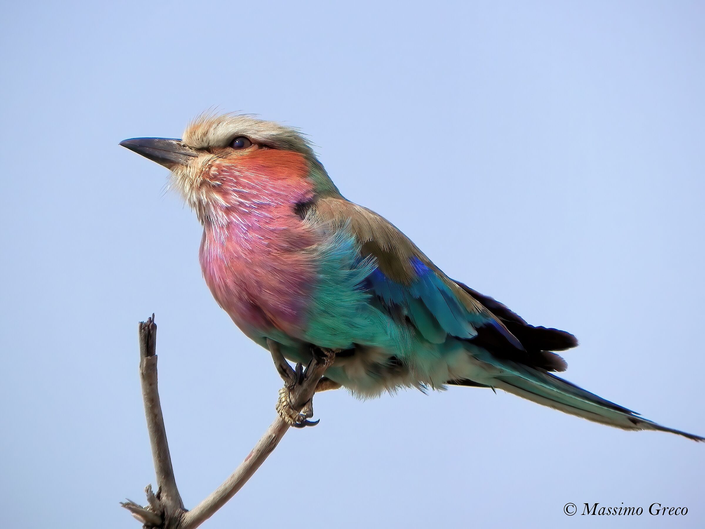 Ghiandaia marina pettolilla (Coracias caudatus)
