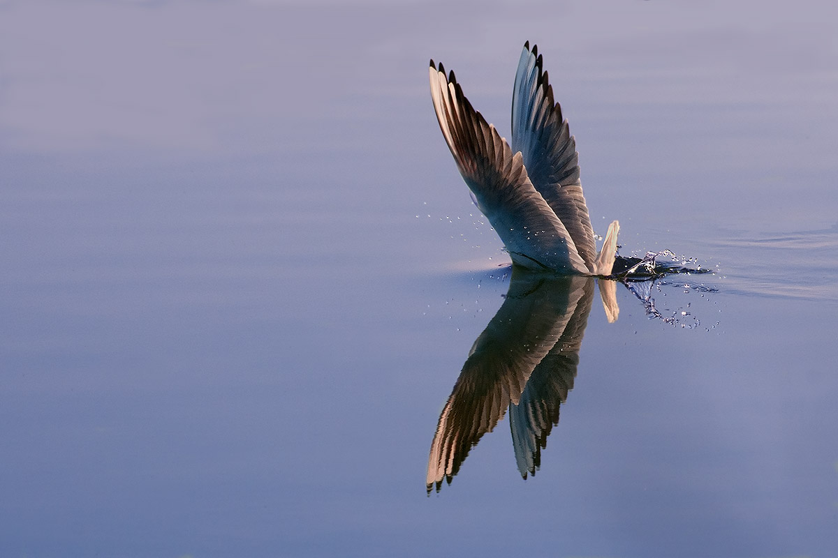 Il tuffo del gabbiano