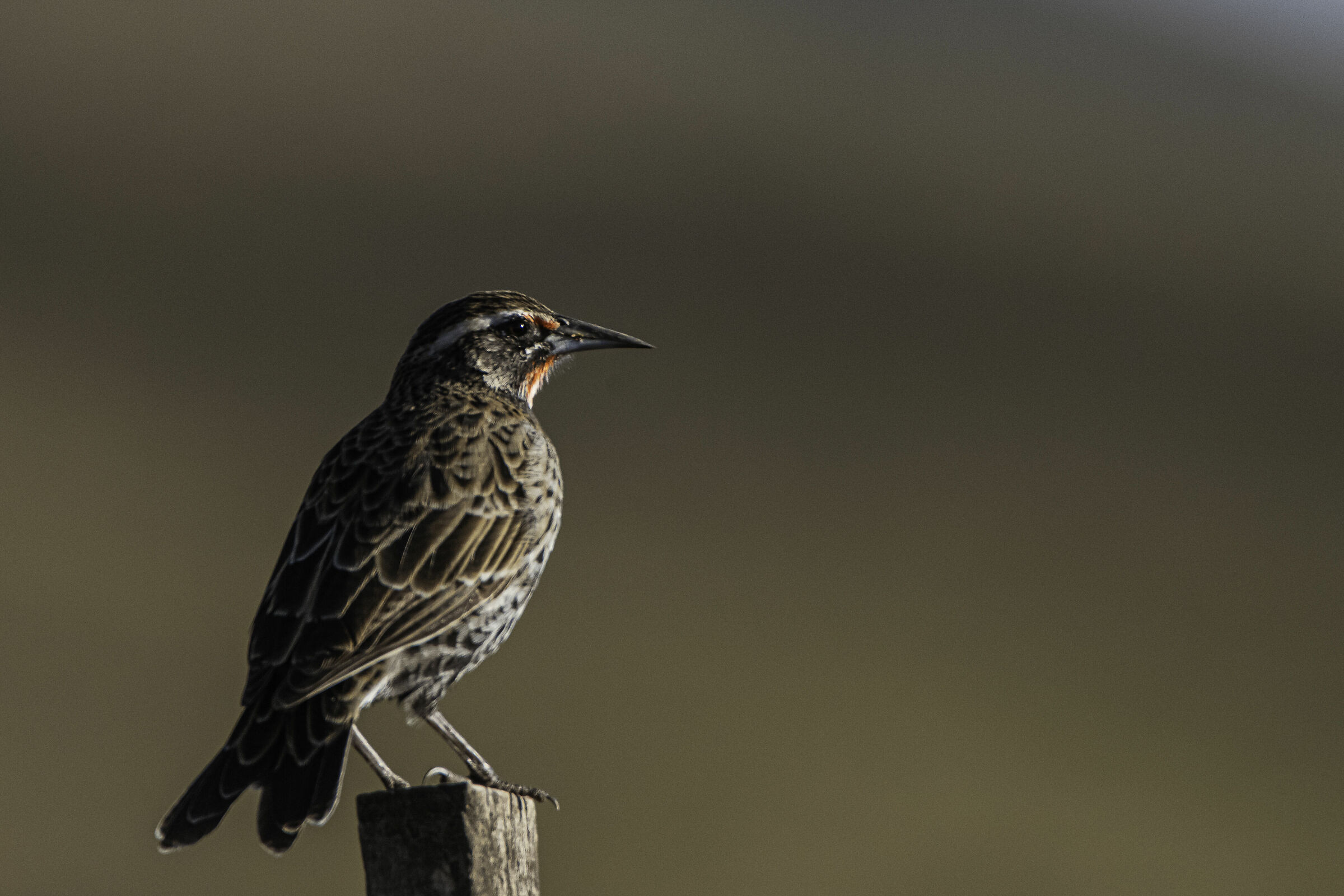 Sturnella superciliaris (Argentina 2020)