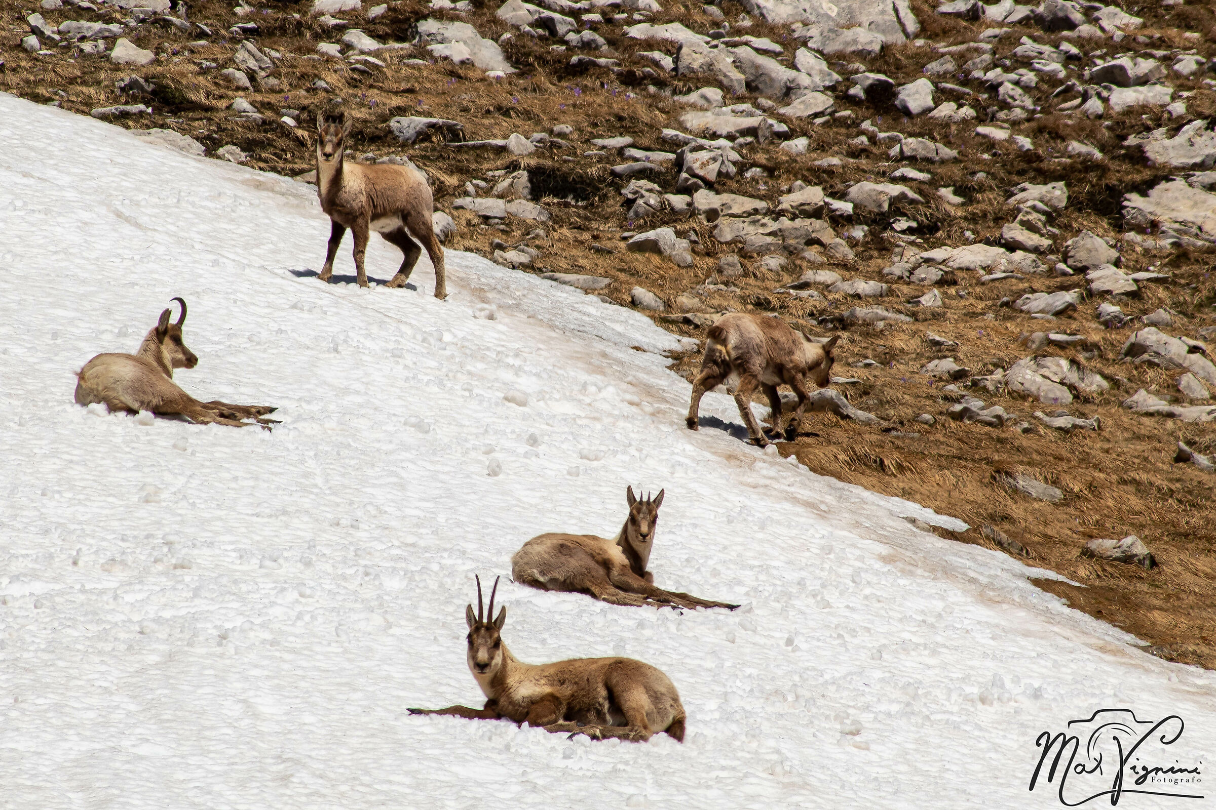 chamois on Monte Shirt