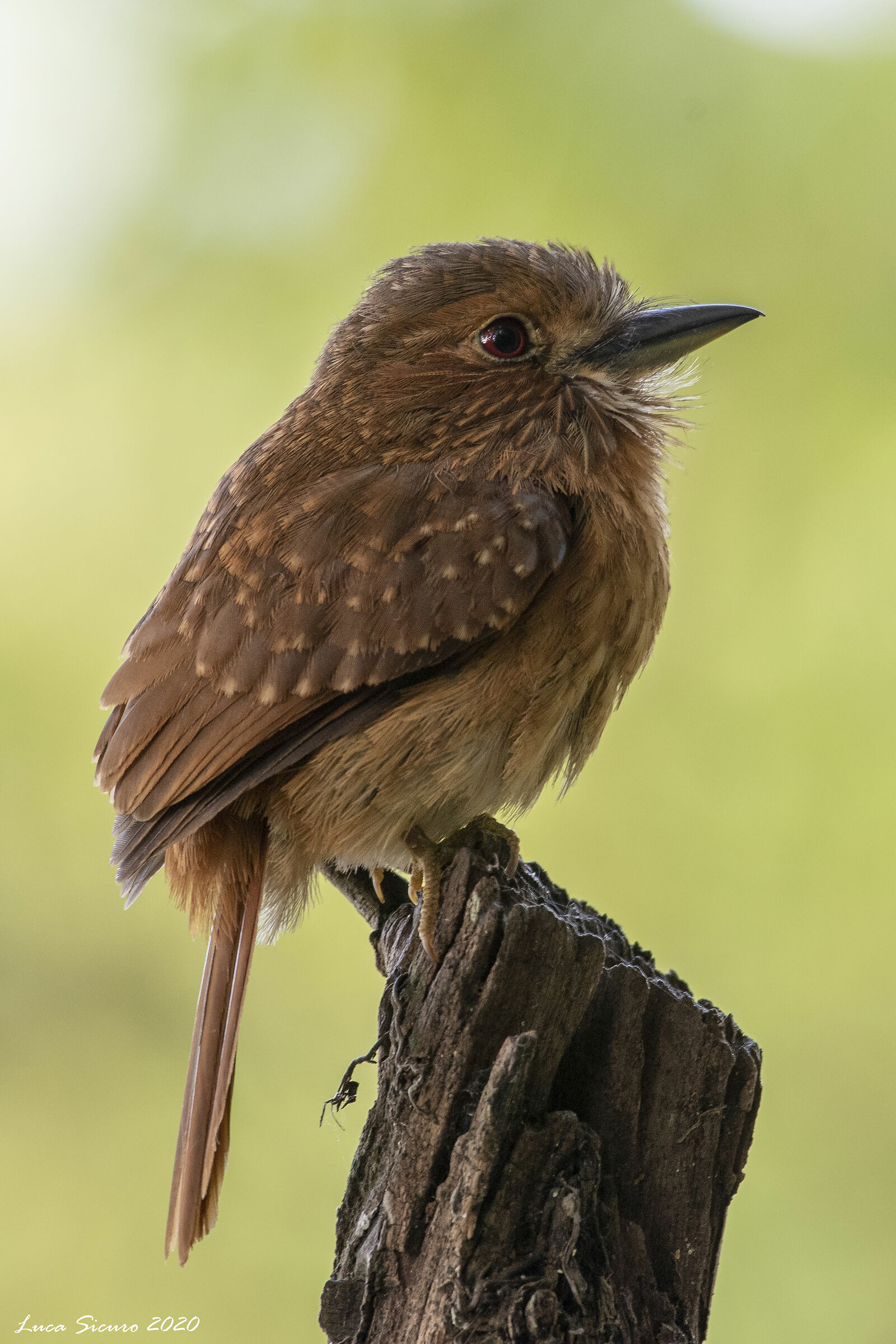 Barbon Hole (Malacoptila panamensis)