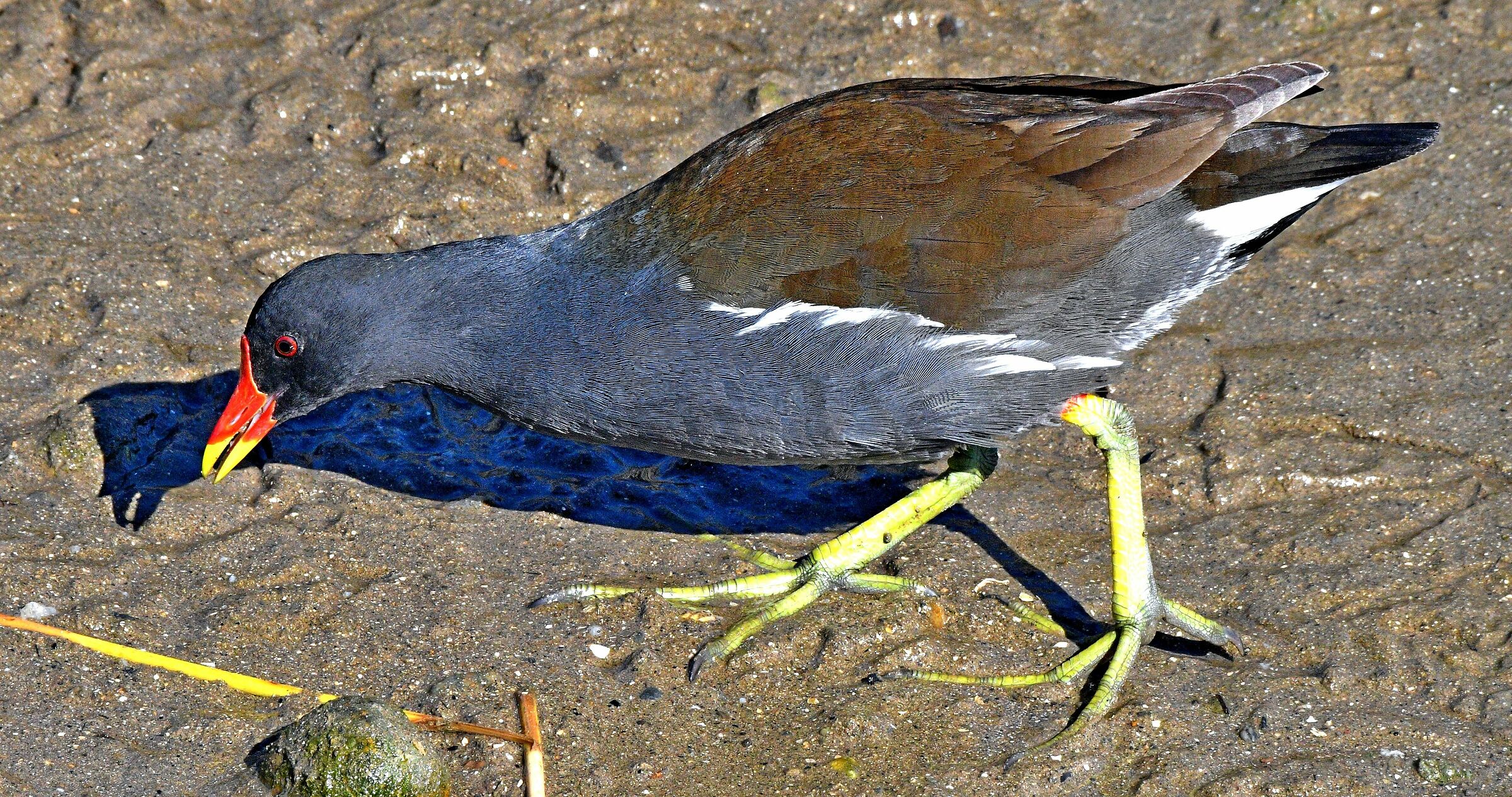 HEN IN THE PASTURE BETWEEN THE MOTA