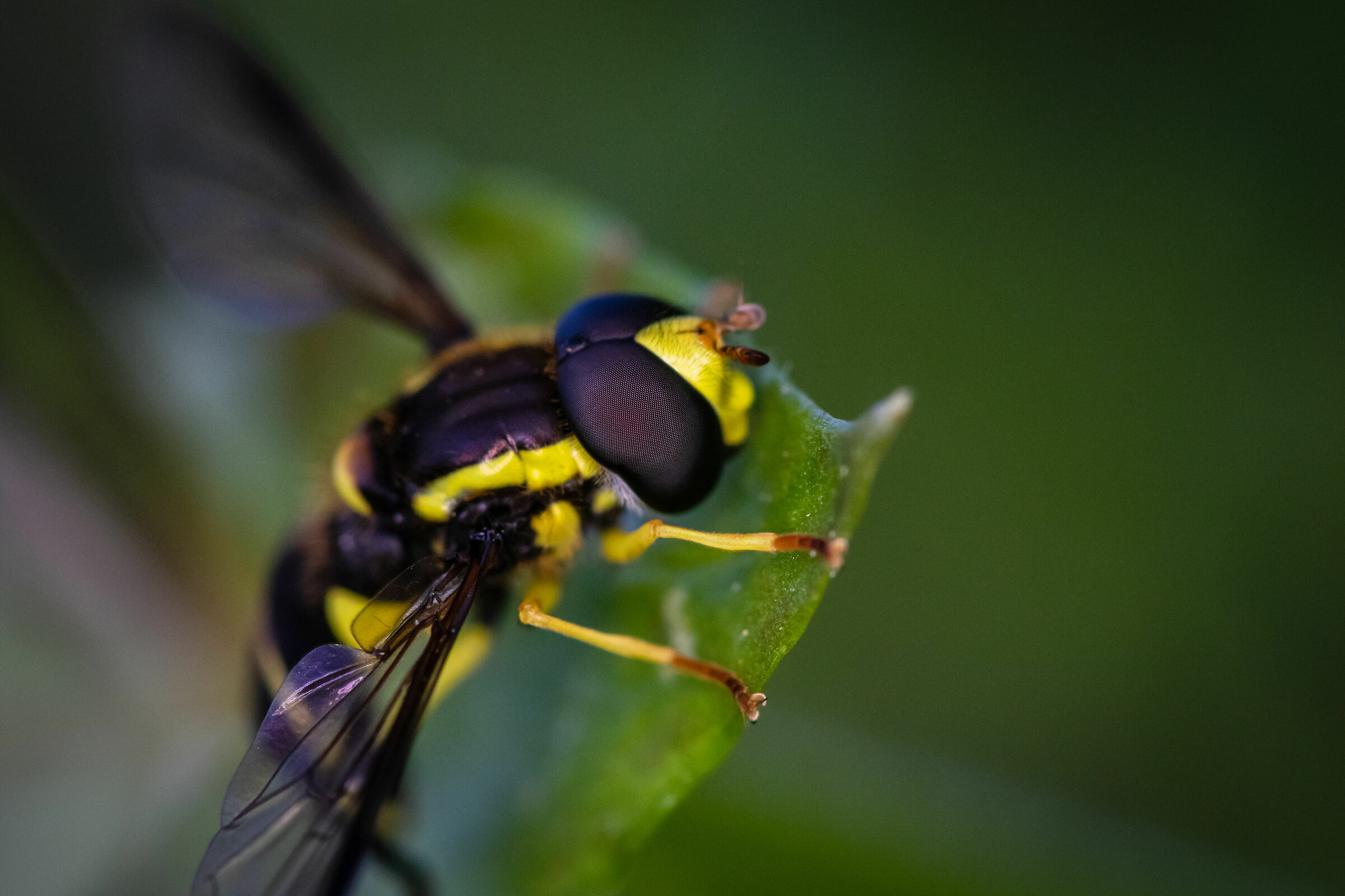 wasp eyes