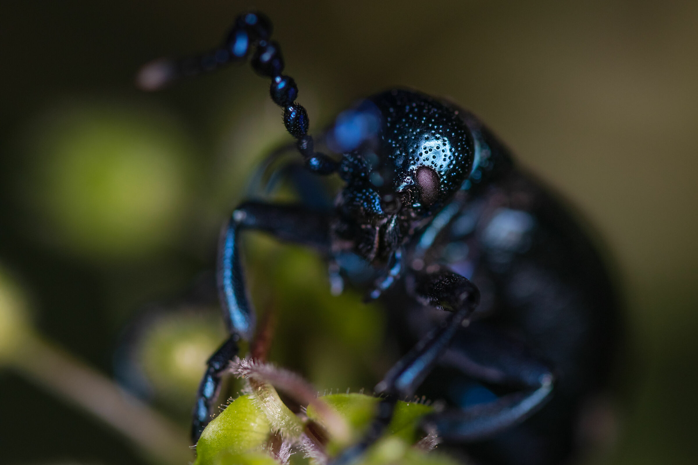 What insect is this?