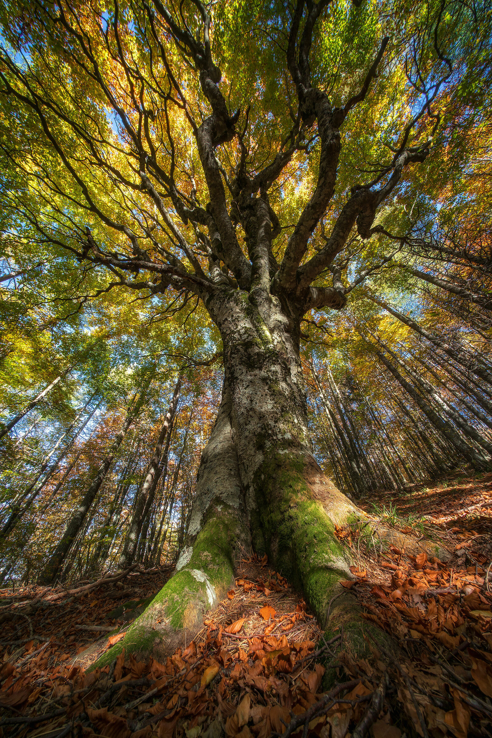 Beech of the Wind