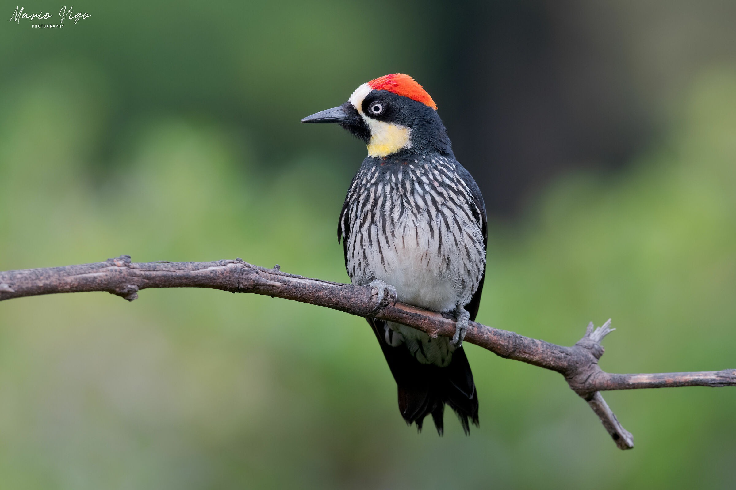 Picchio delle ghiande (melanerpes formicivorus)