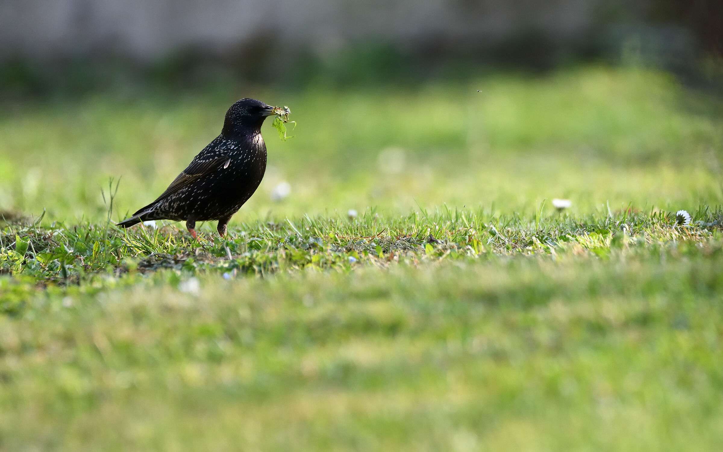 Reversal... 0 km in the garden of the ?