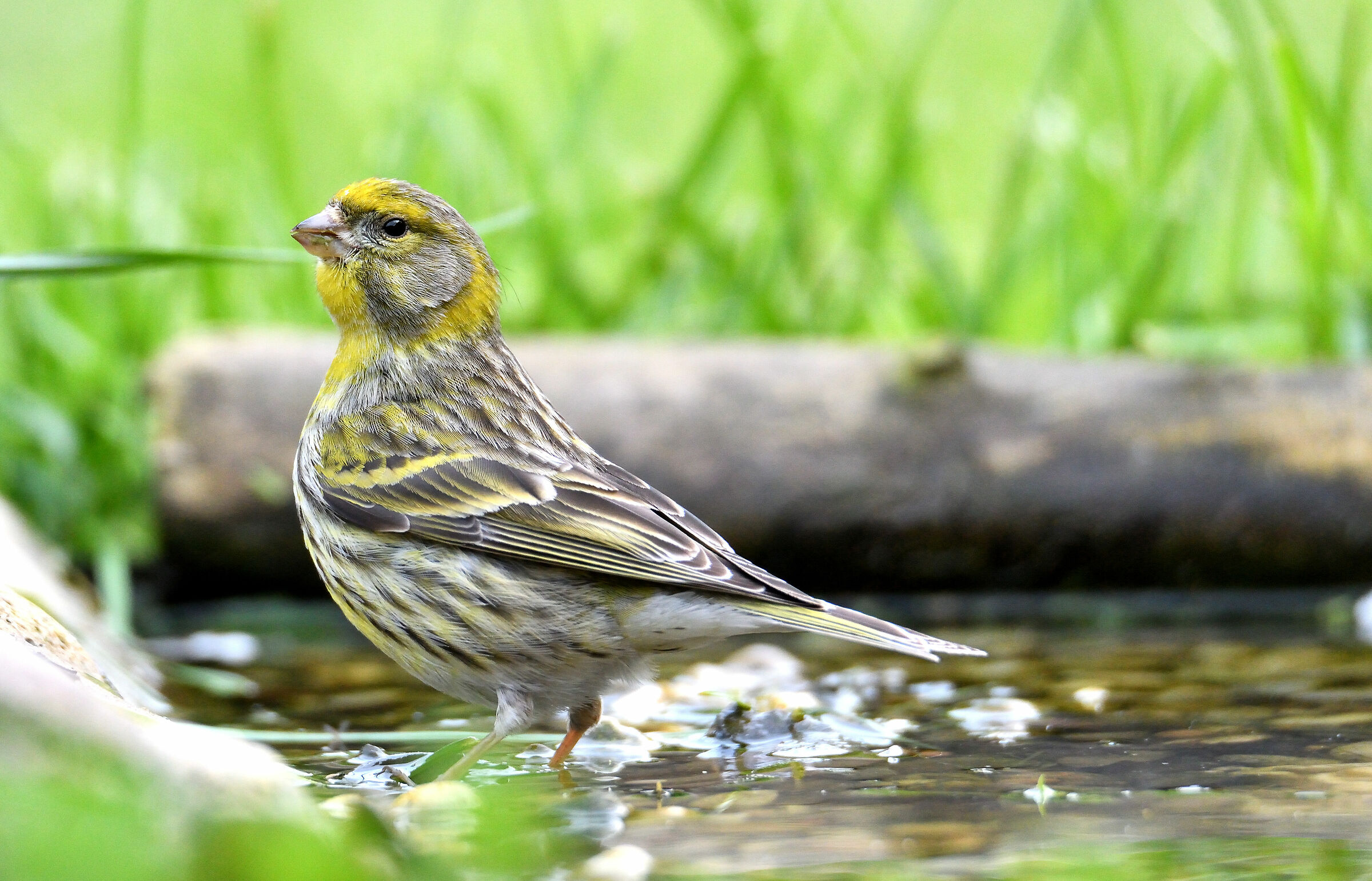 Verzellino... 0 km in the garden of the ?