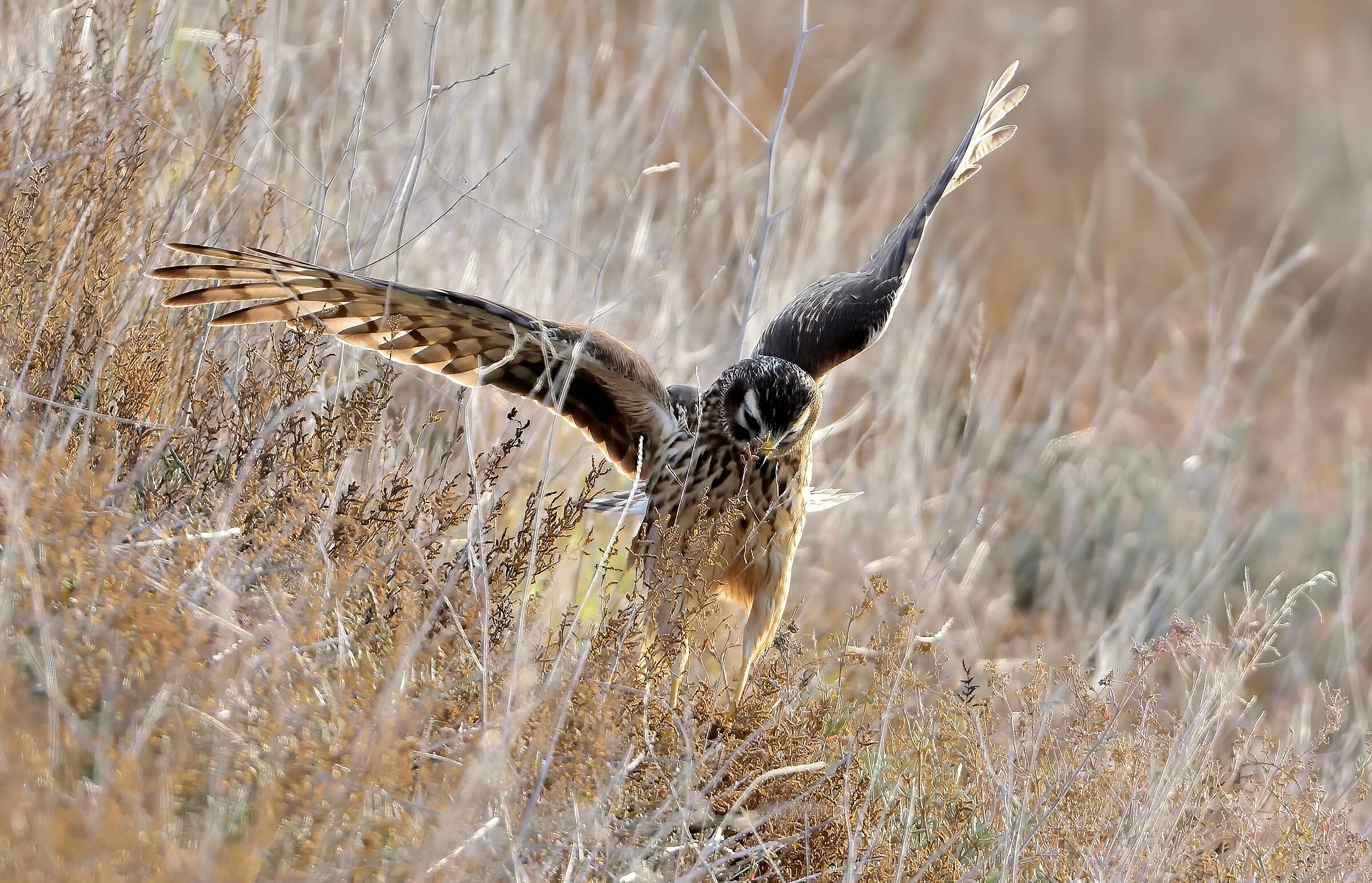 Royal Albanella swoops on prey