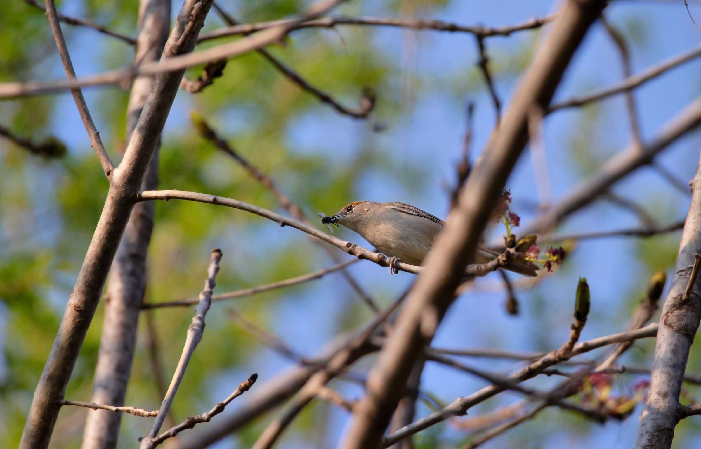 capinera femmina a cena
