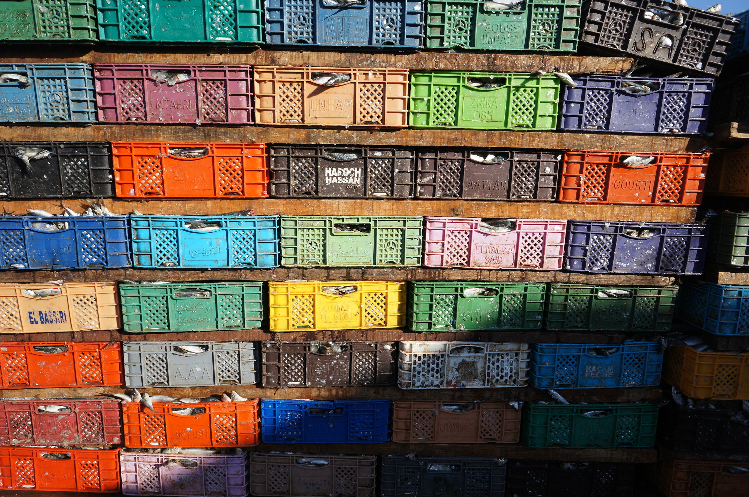 Sarde colorate