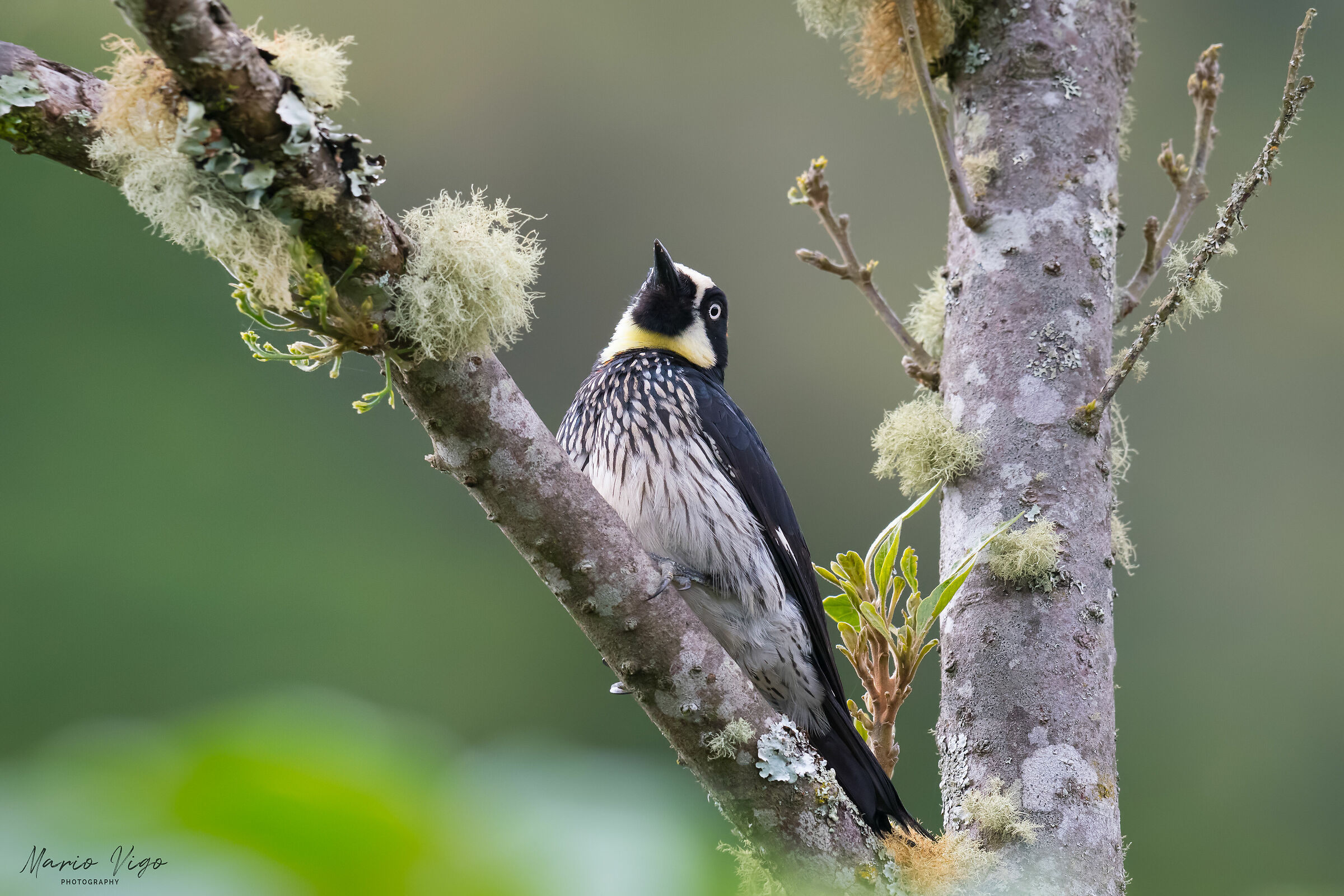 Picchio delle ghiande