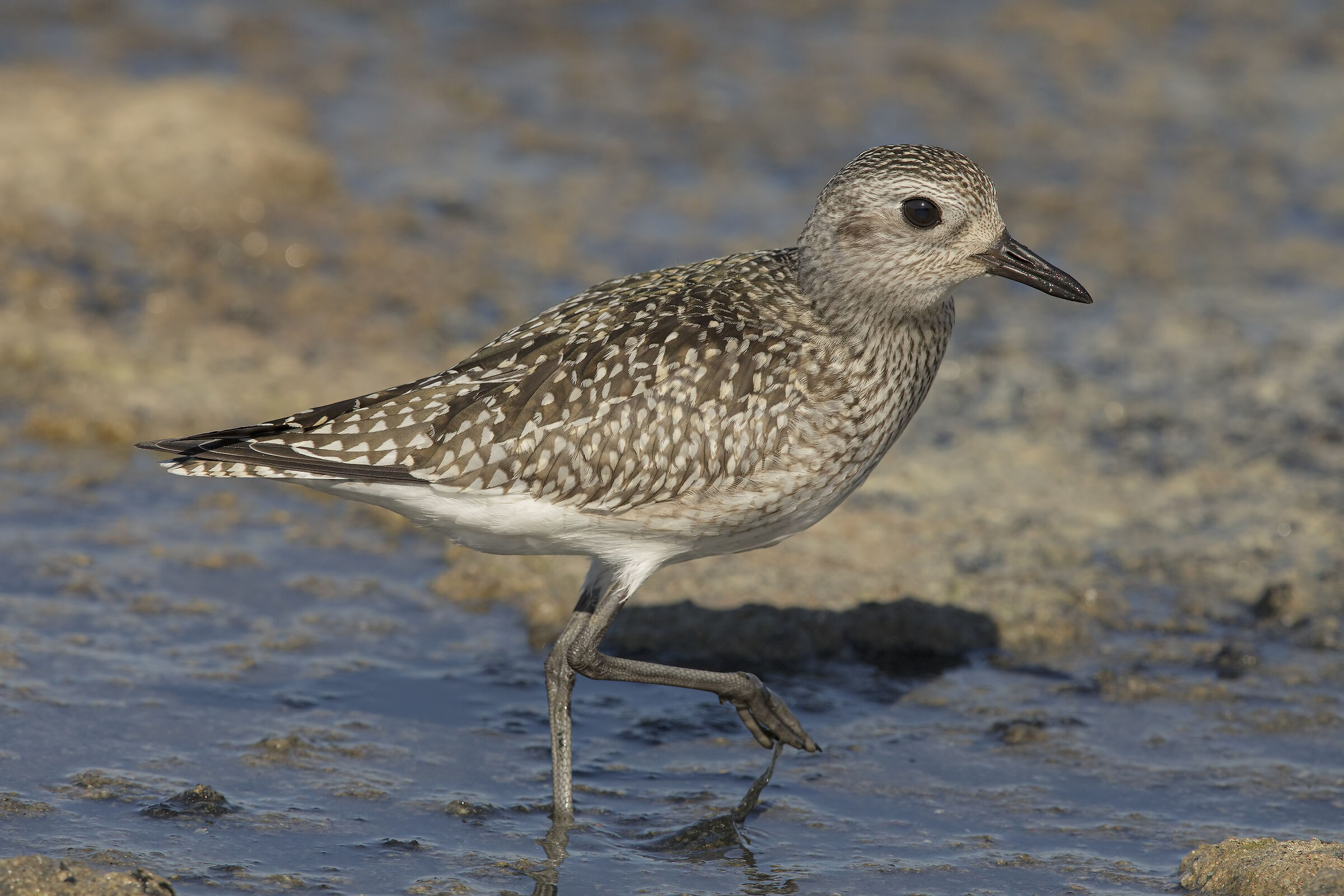 pivieressa (pluvialis squatarola).