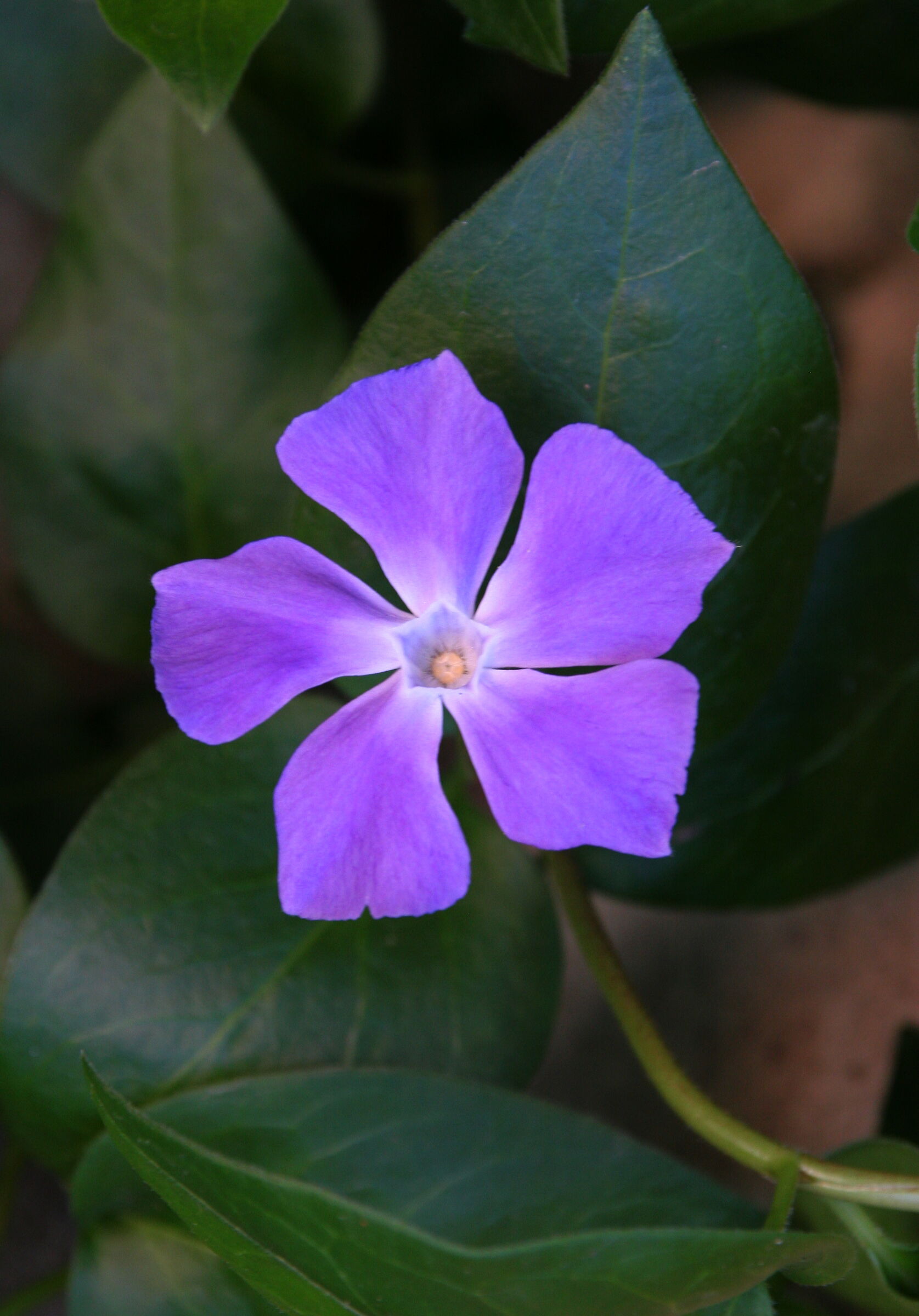 Cinque punte di viola...