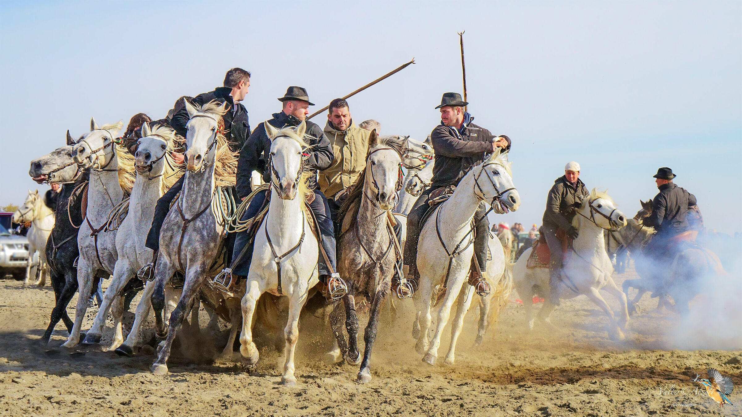 Abrivado in Camargue