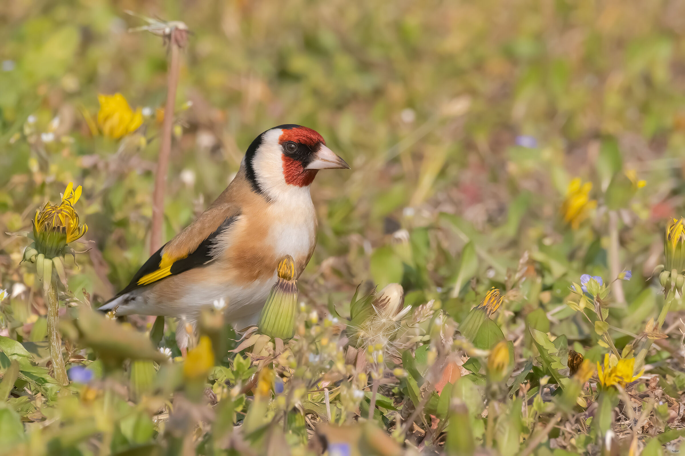 Goldfinch