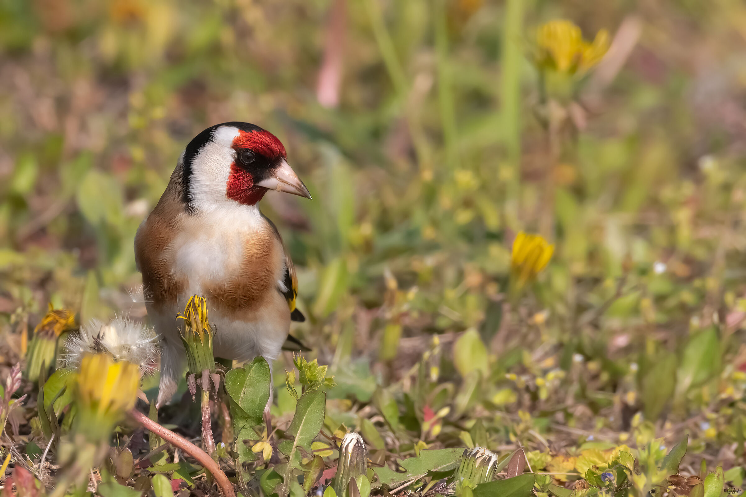 Goldfinch
