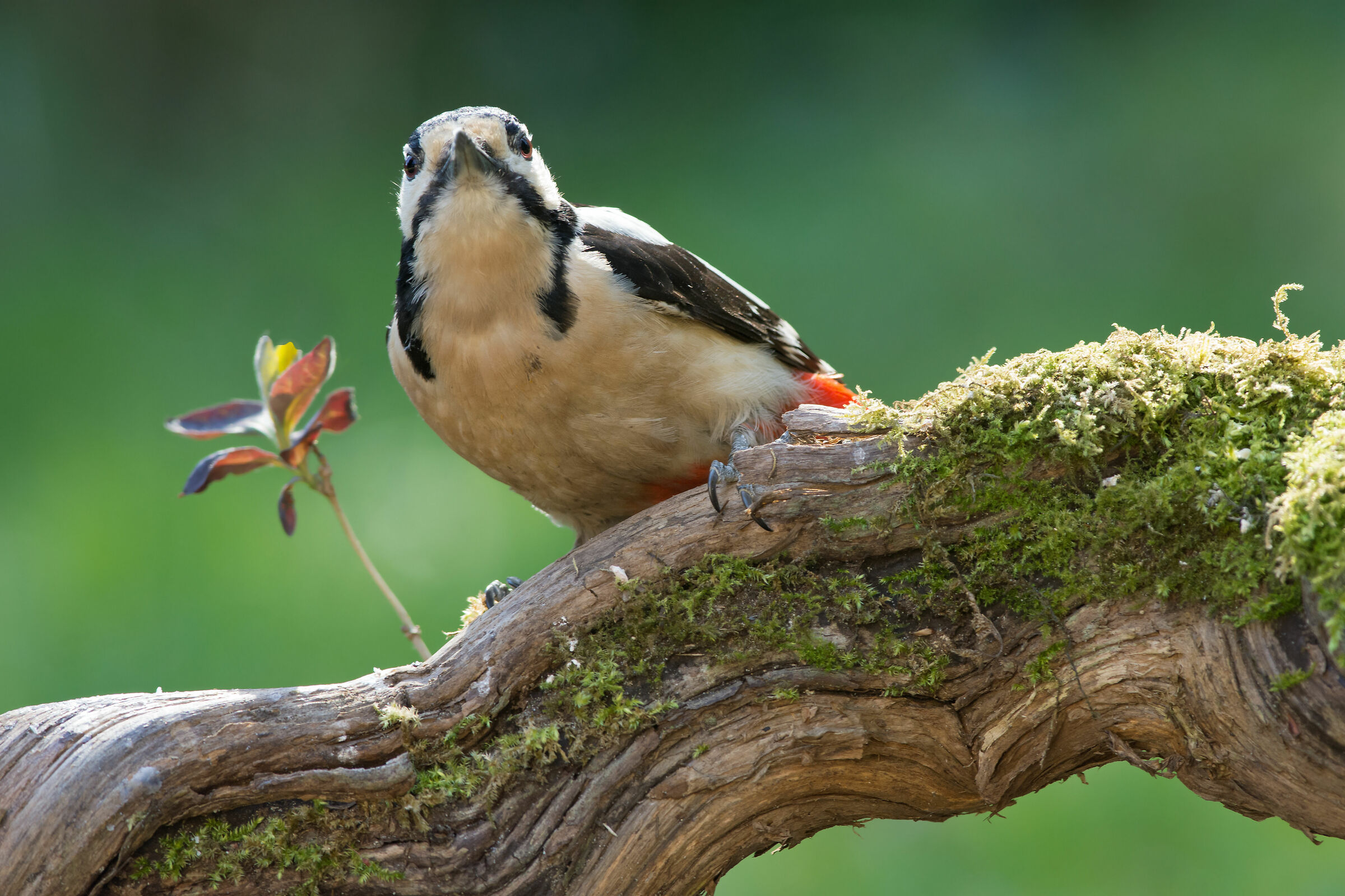 Ottimo picchio maculato