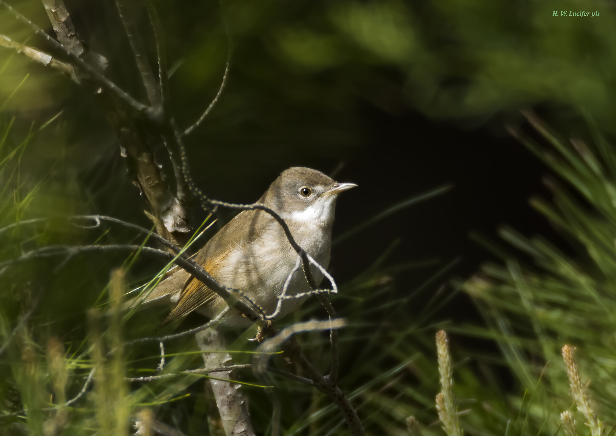 Sterpazzola, Sterp. di Sardegna, Sterpazzolina comune?