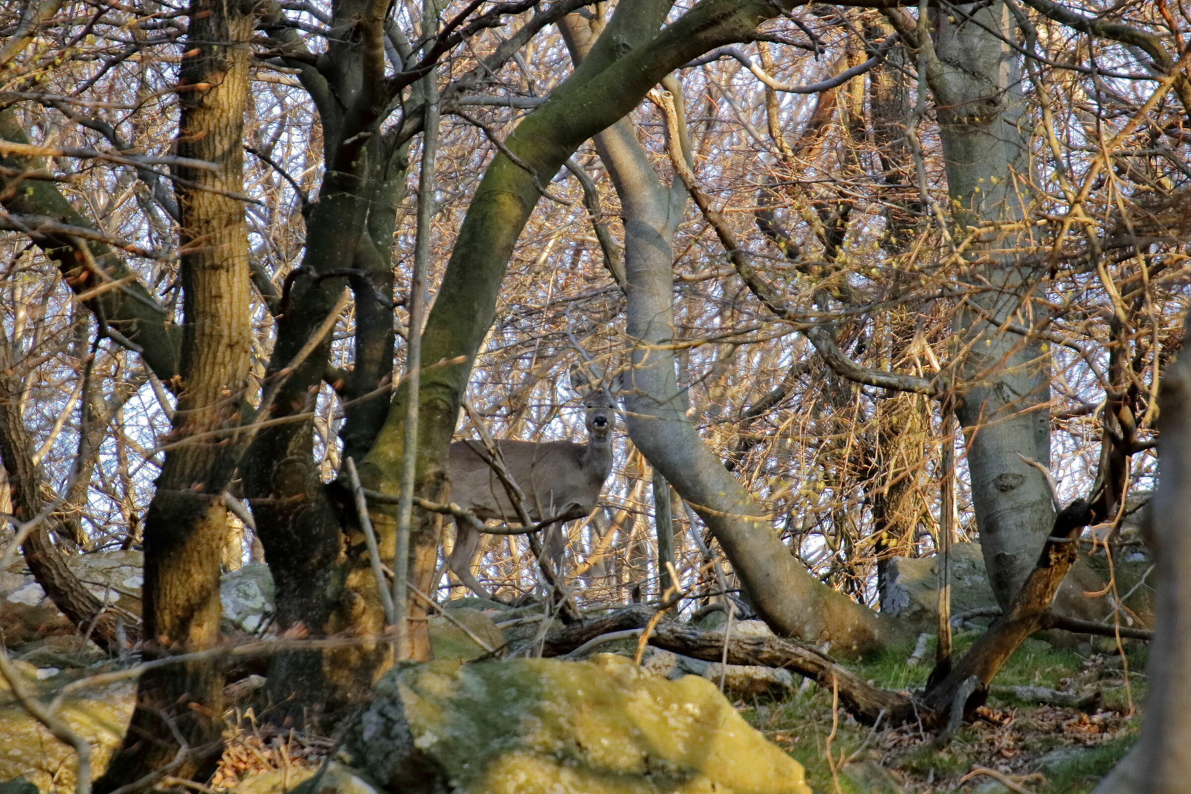 Roe deer in the woods