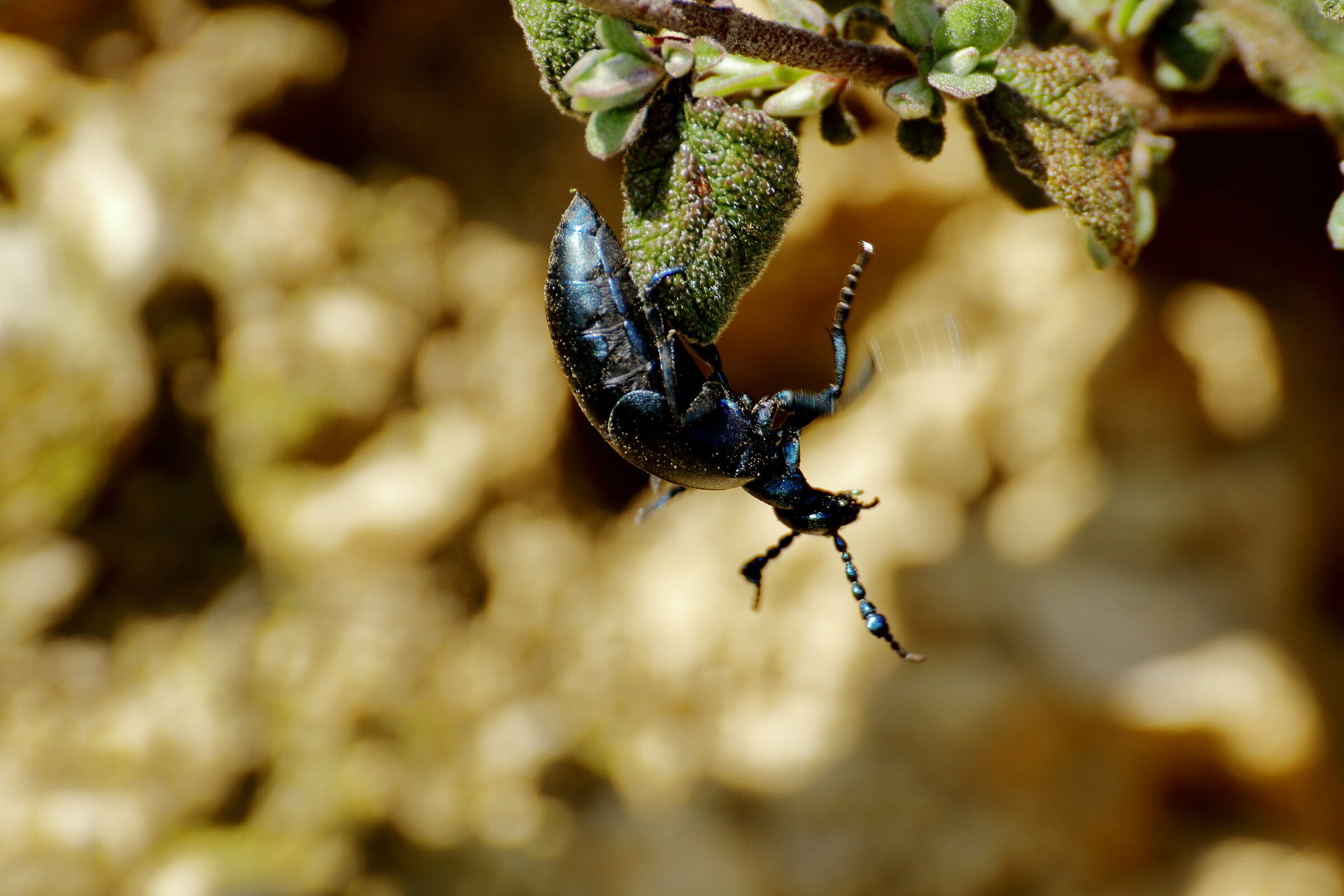 Sto guardone...io mi faccio il mio!!!