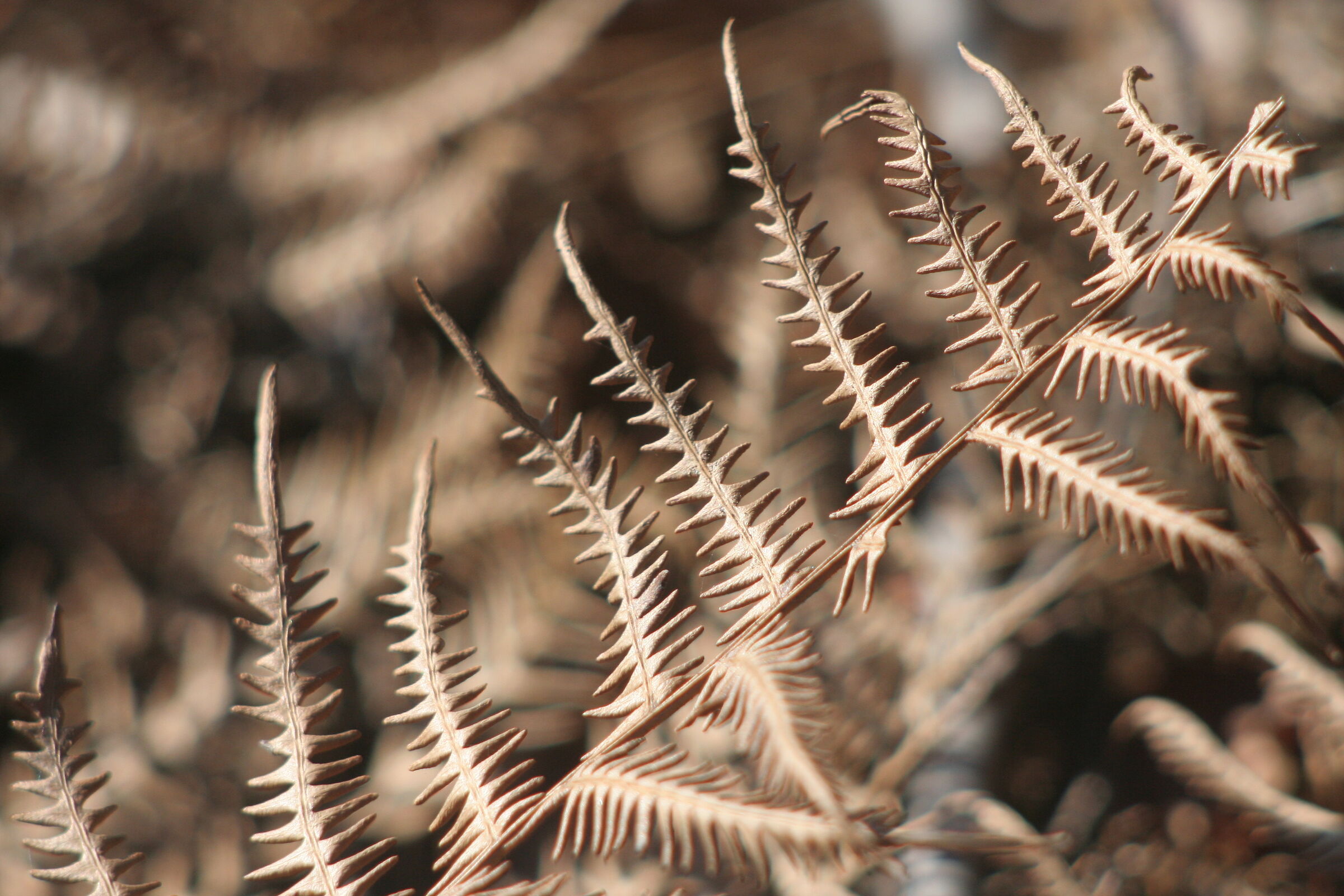 Dry fern-simil