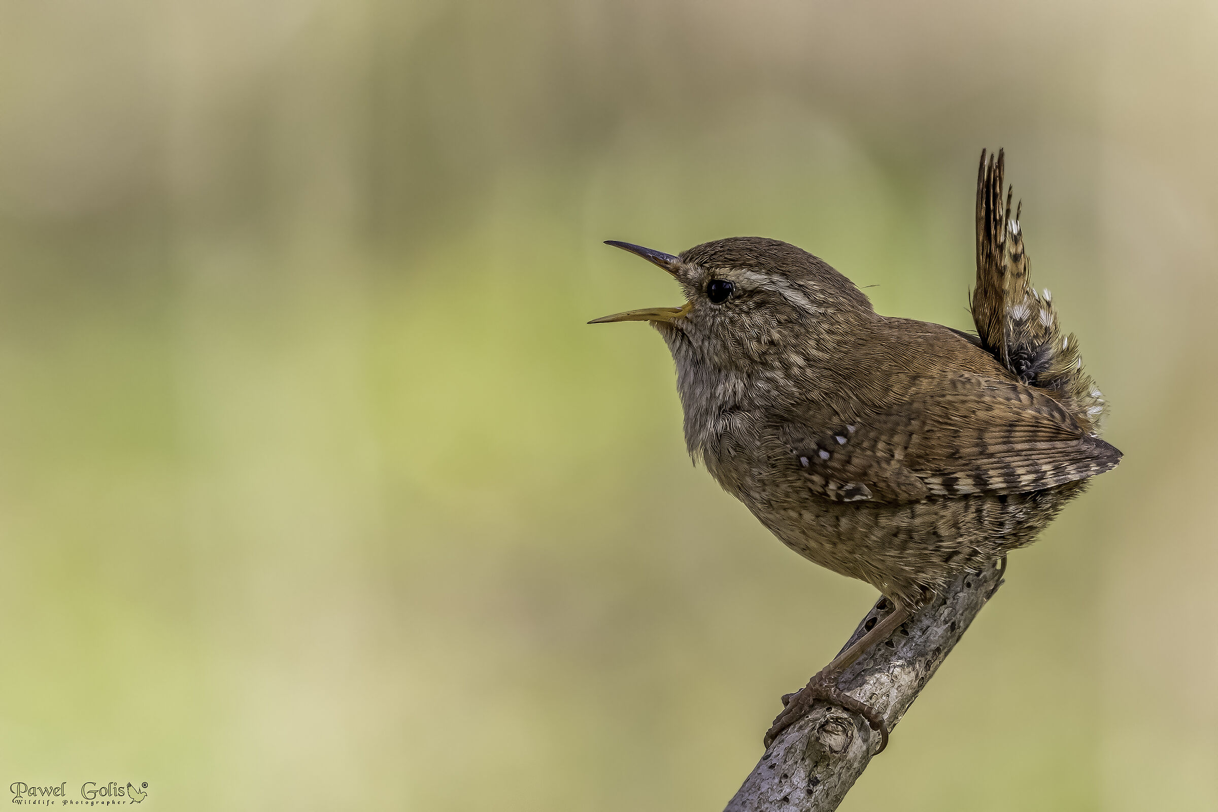 Wren eurasiatico ( Troglodytes troglodytes)
