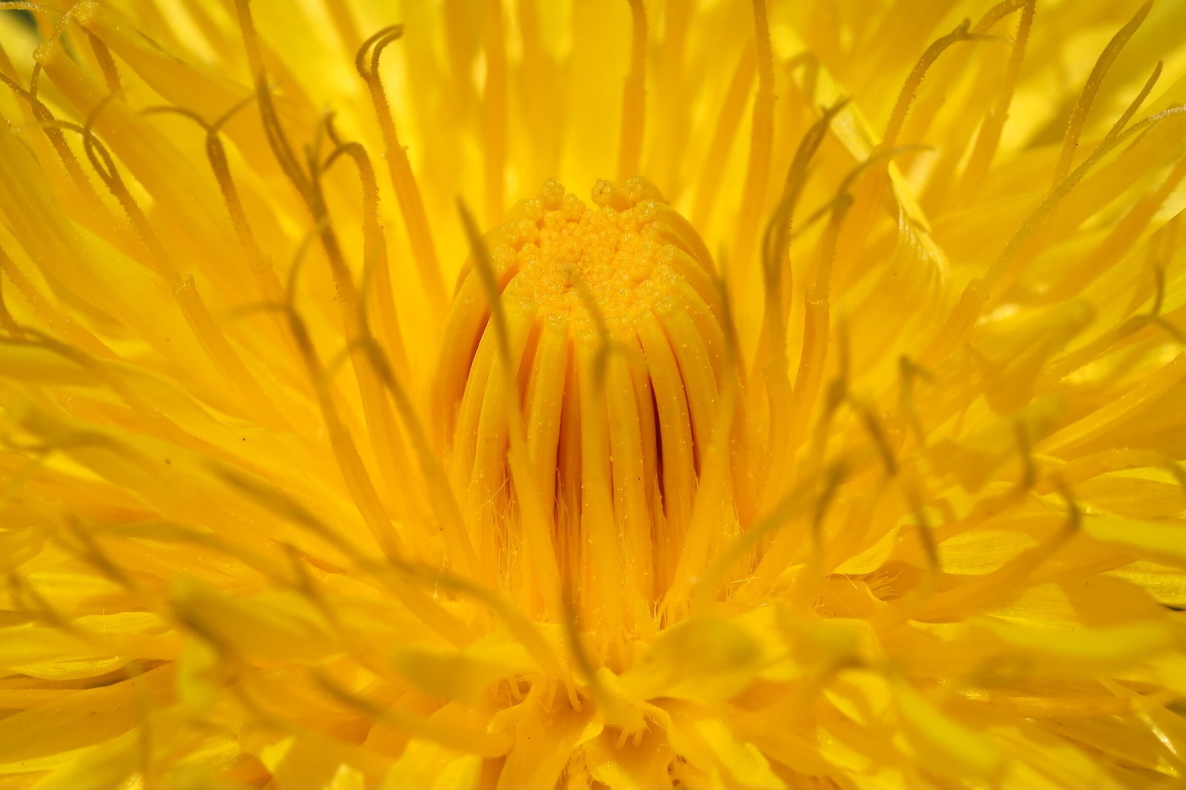 Test macro a mano libera