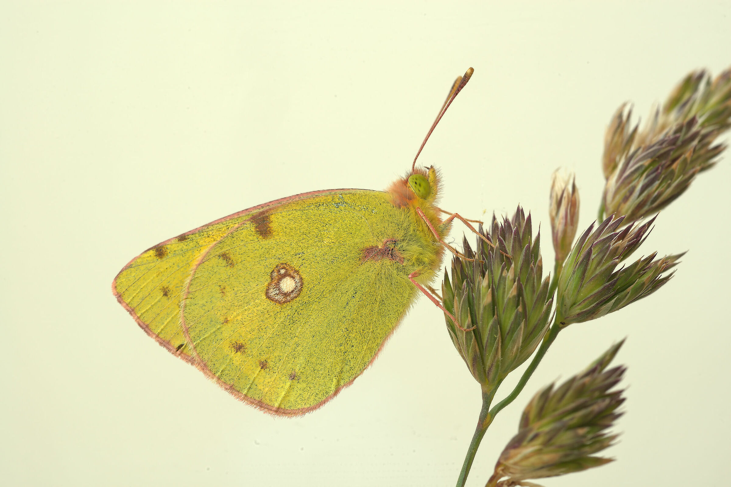 Cross Colias