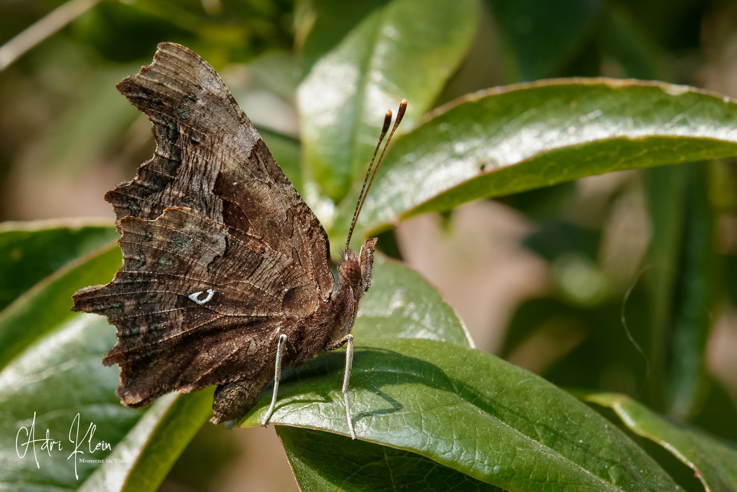 comma butterfly
