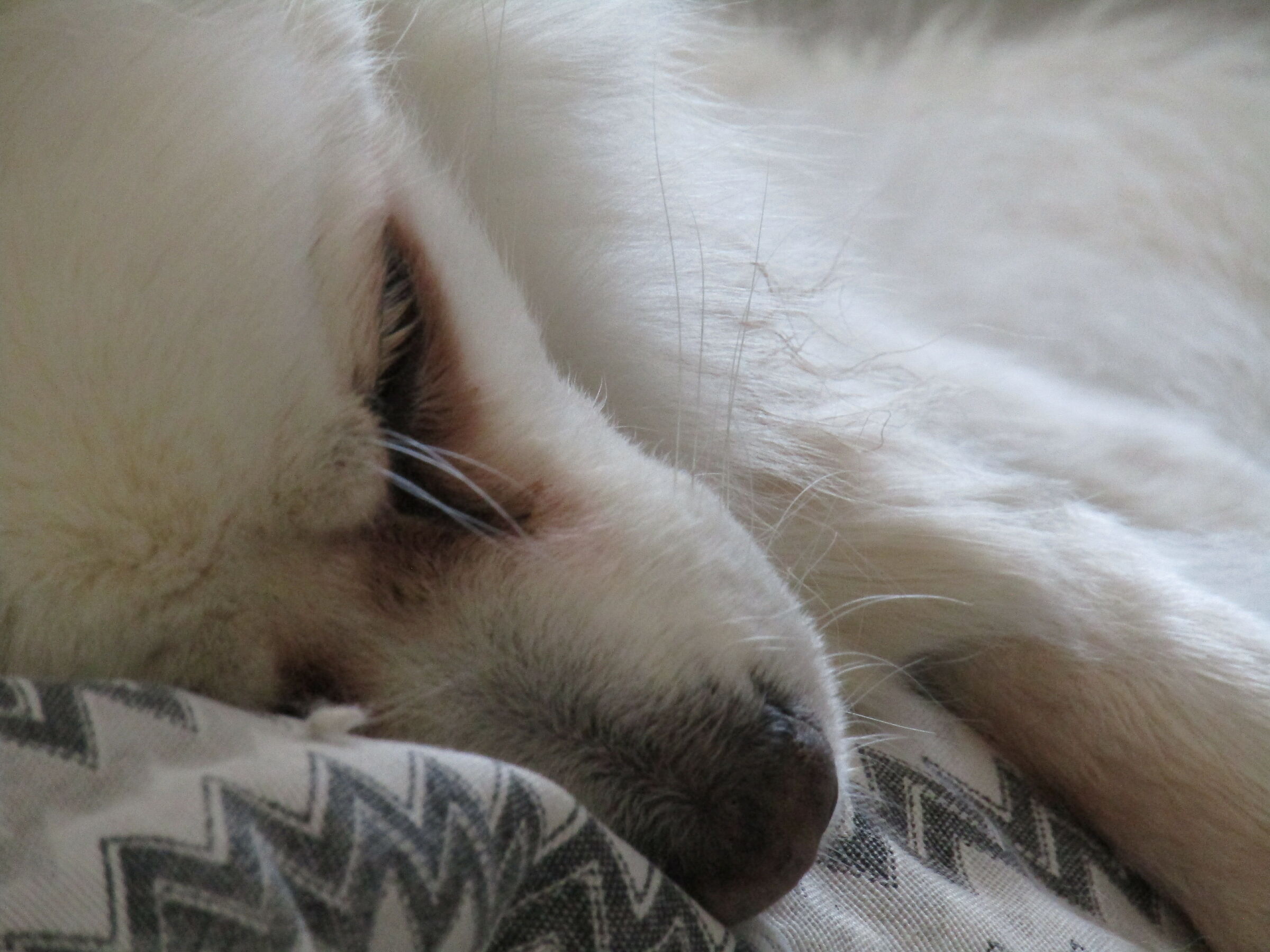 Nuvola...shhhhh...dorme