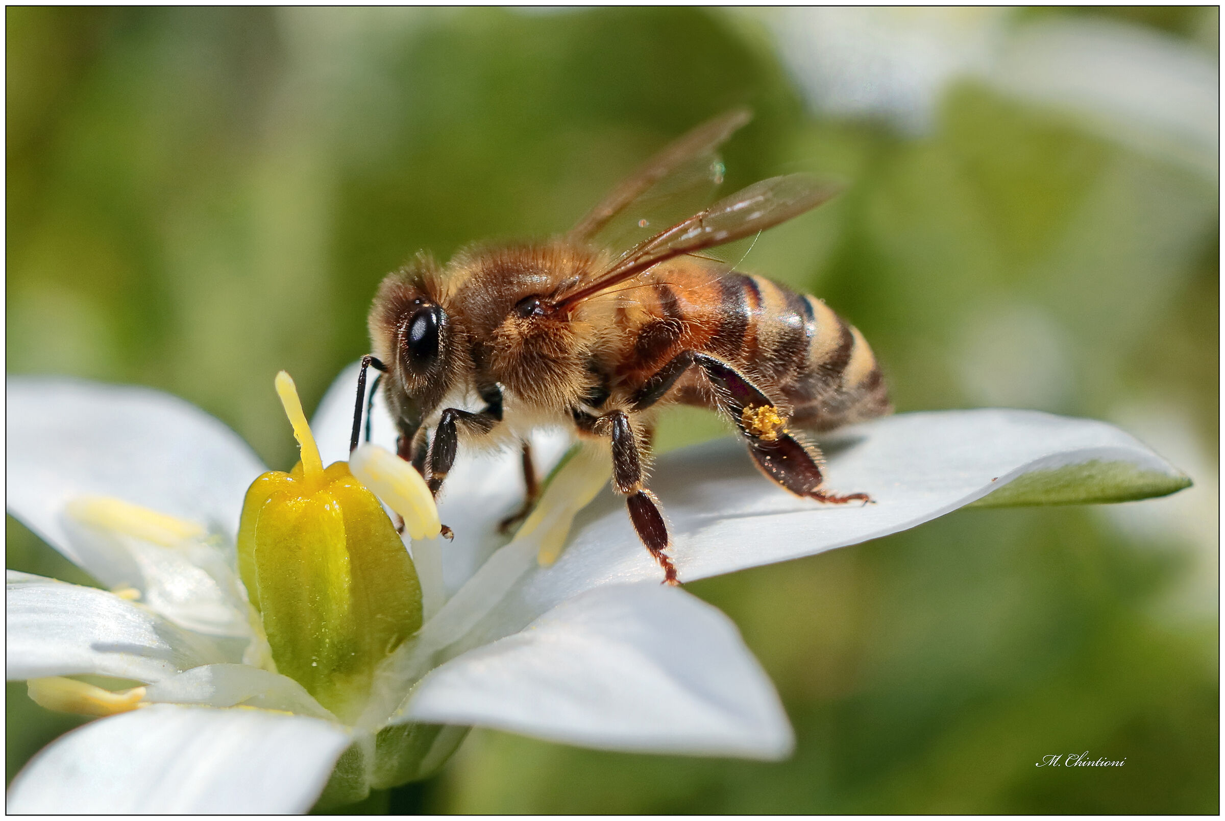 Prove Mir 37-1b -Ape