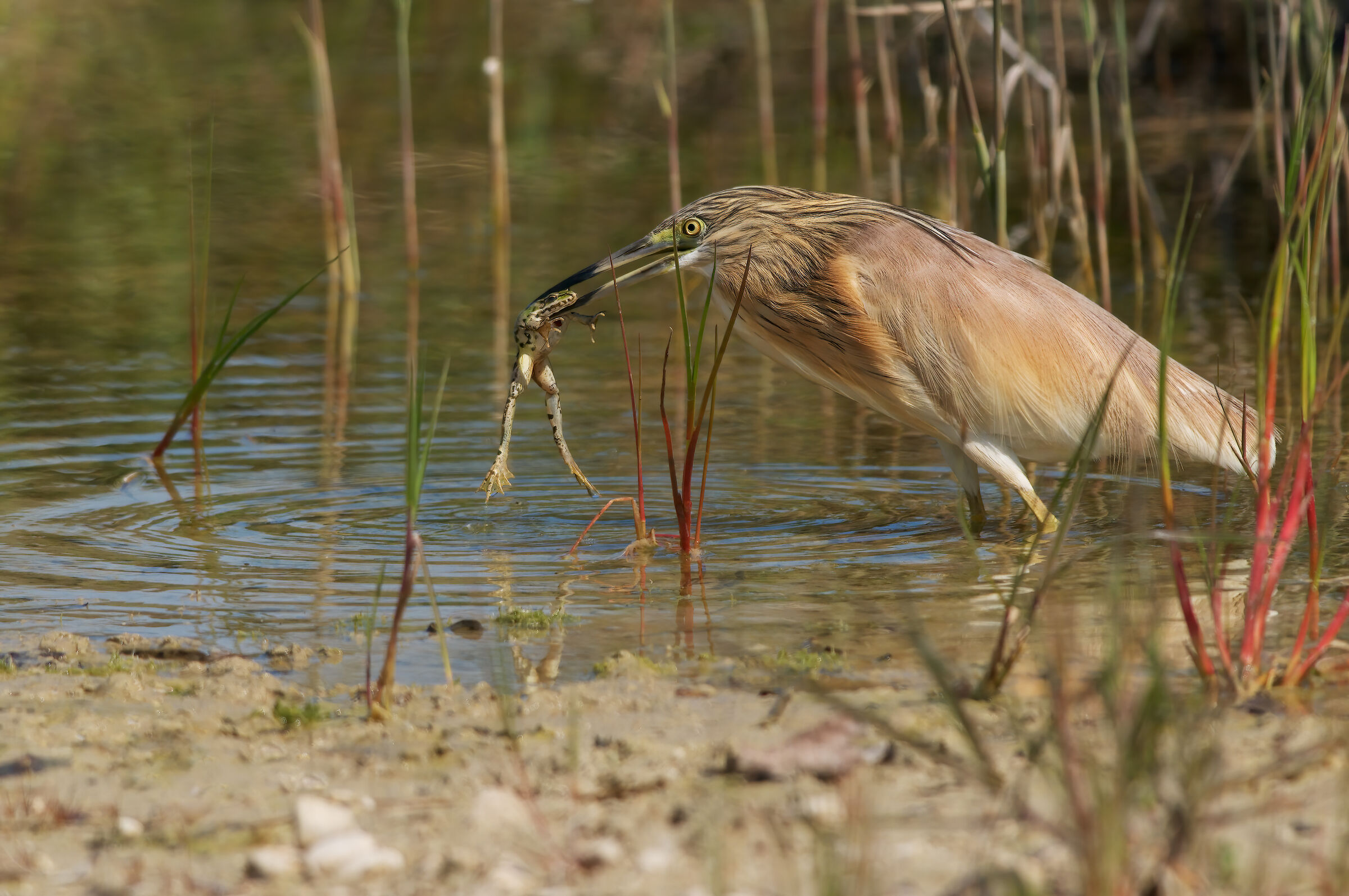 Sgarza tuft (Ardeola ralloid)