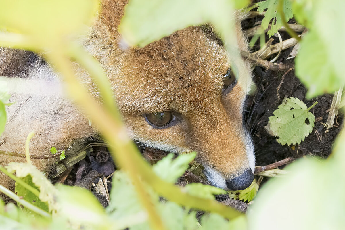 Young red fox specimen