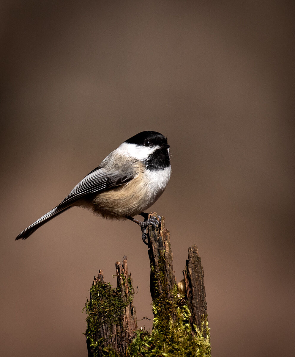 Black Capped Chickadee