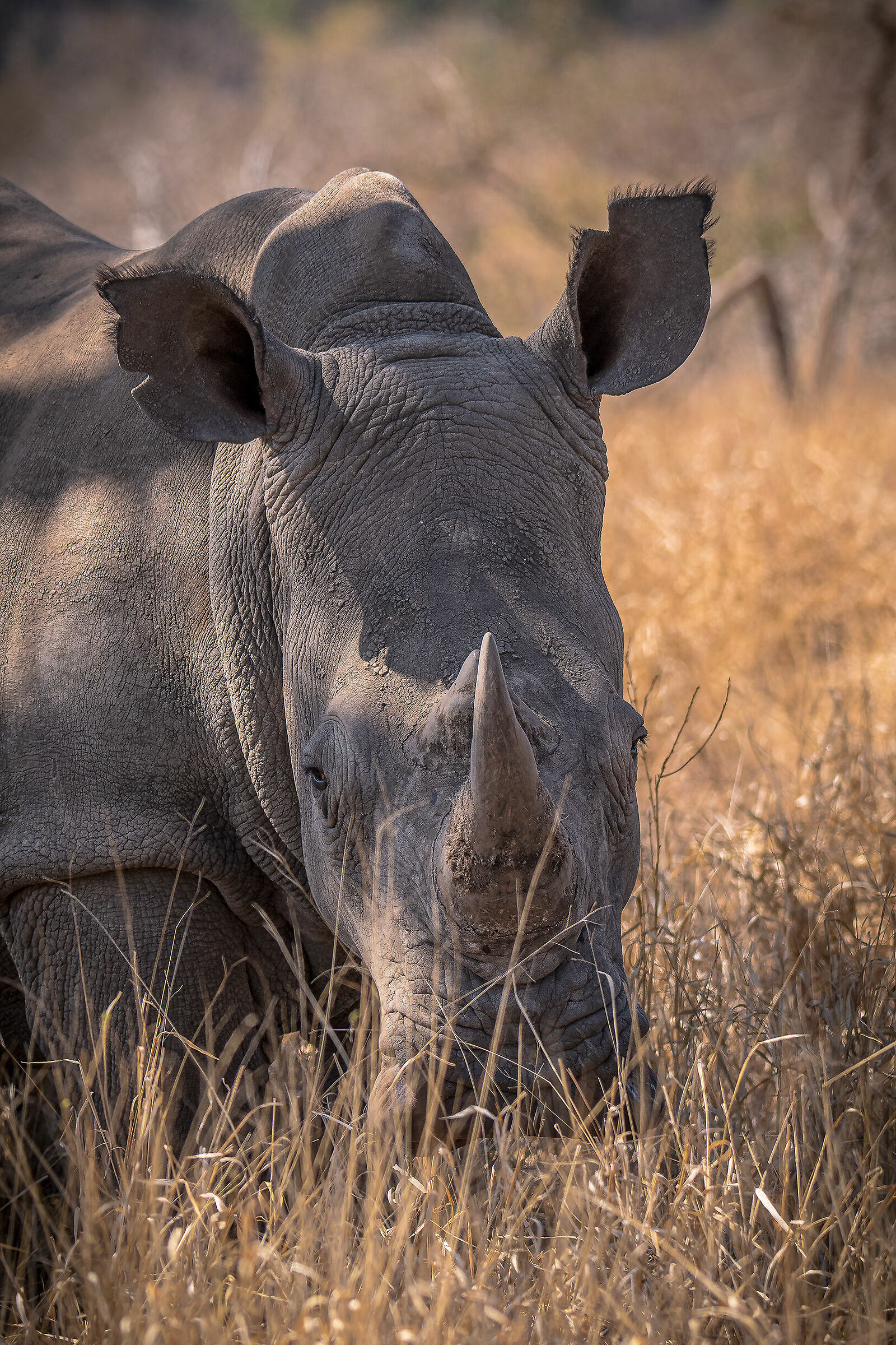 Rhino