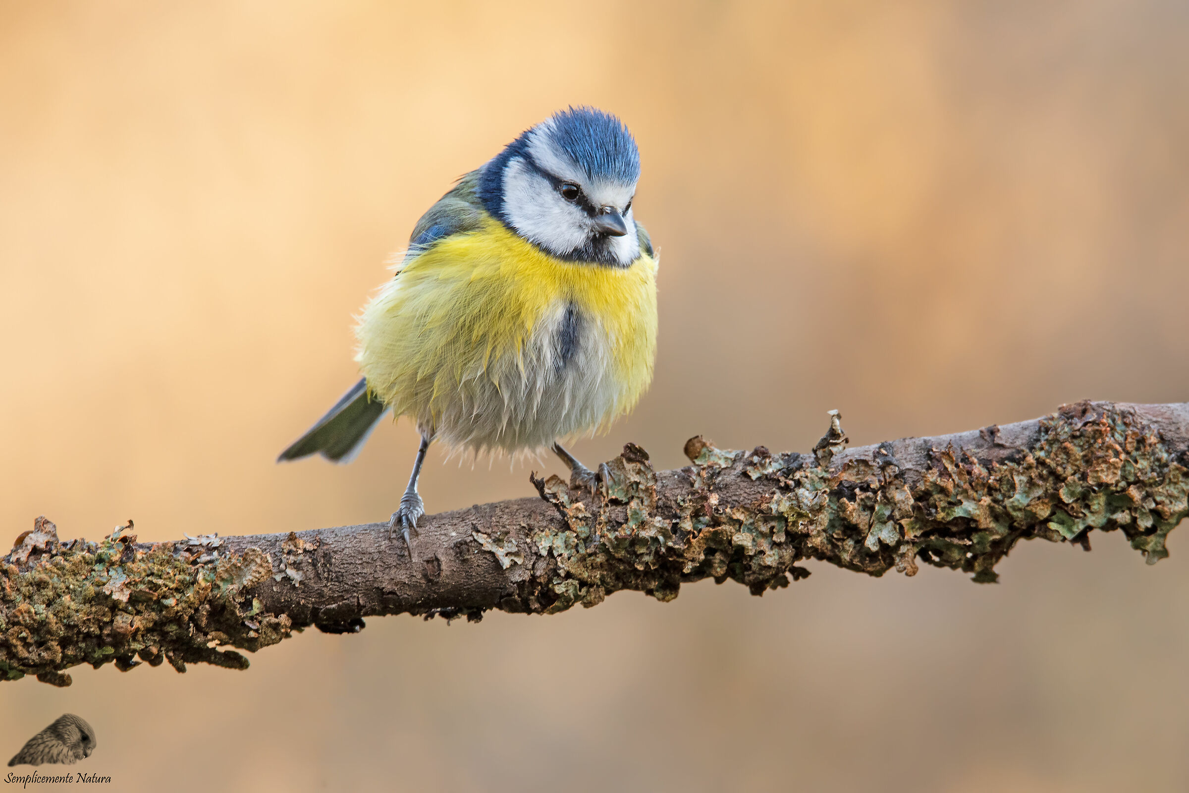 Cinciarella (Cyanistes caeruleus)