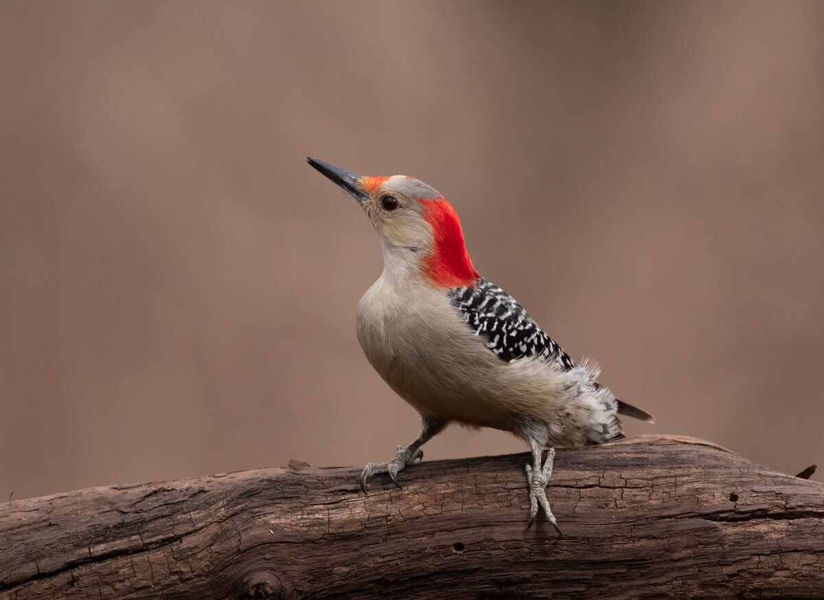 Red Bellied Woodpecker