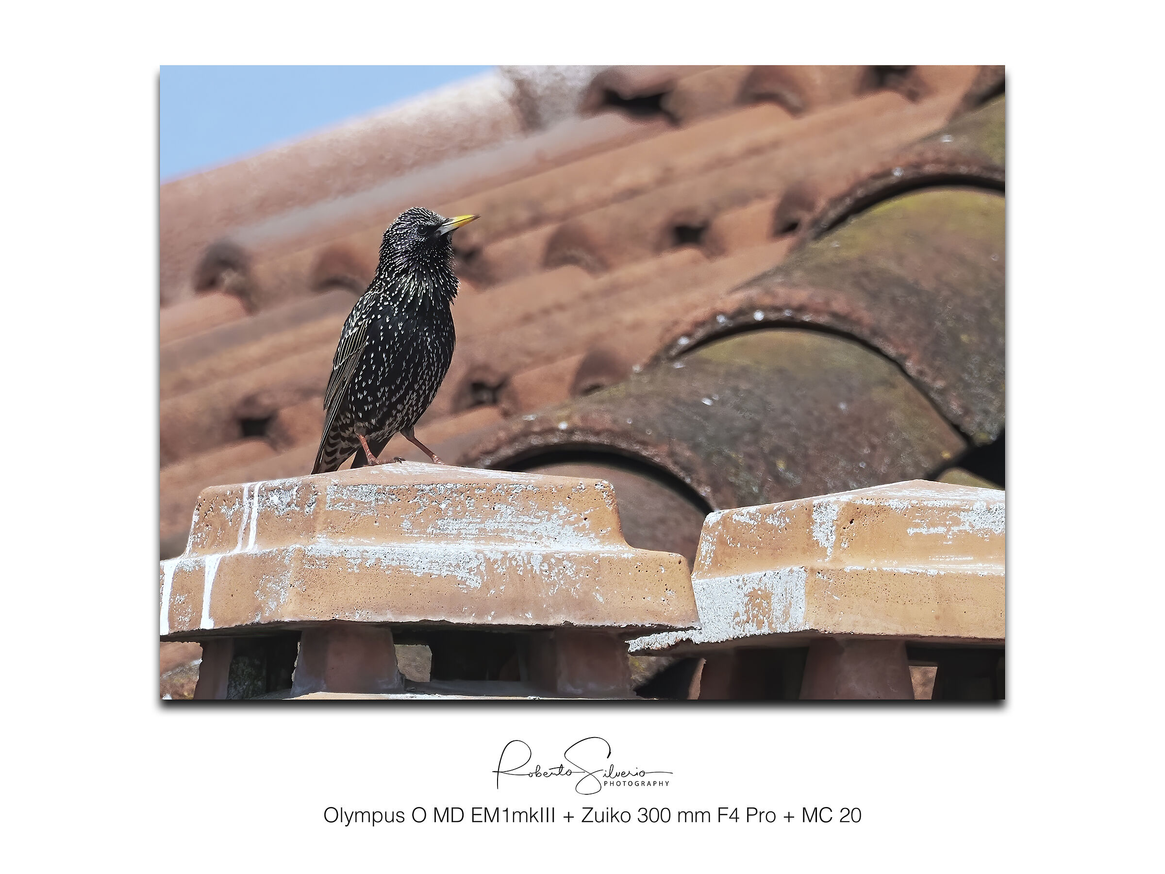 Storno Europeo - Sturnus vulgaris