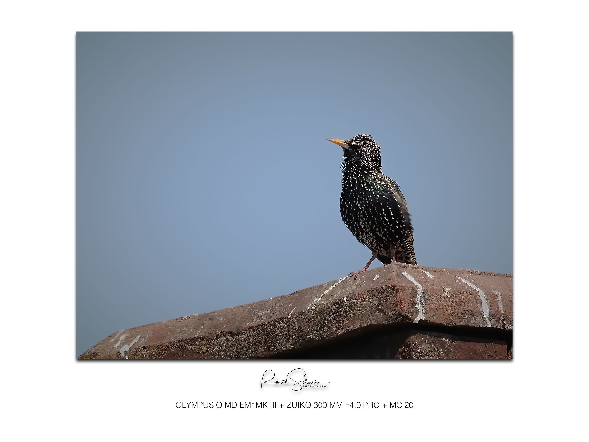 Storno Europeo - Sturnus vulgaris