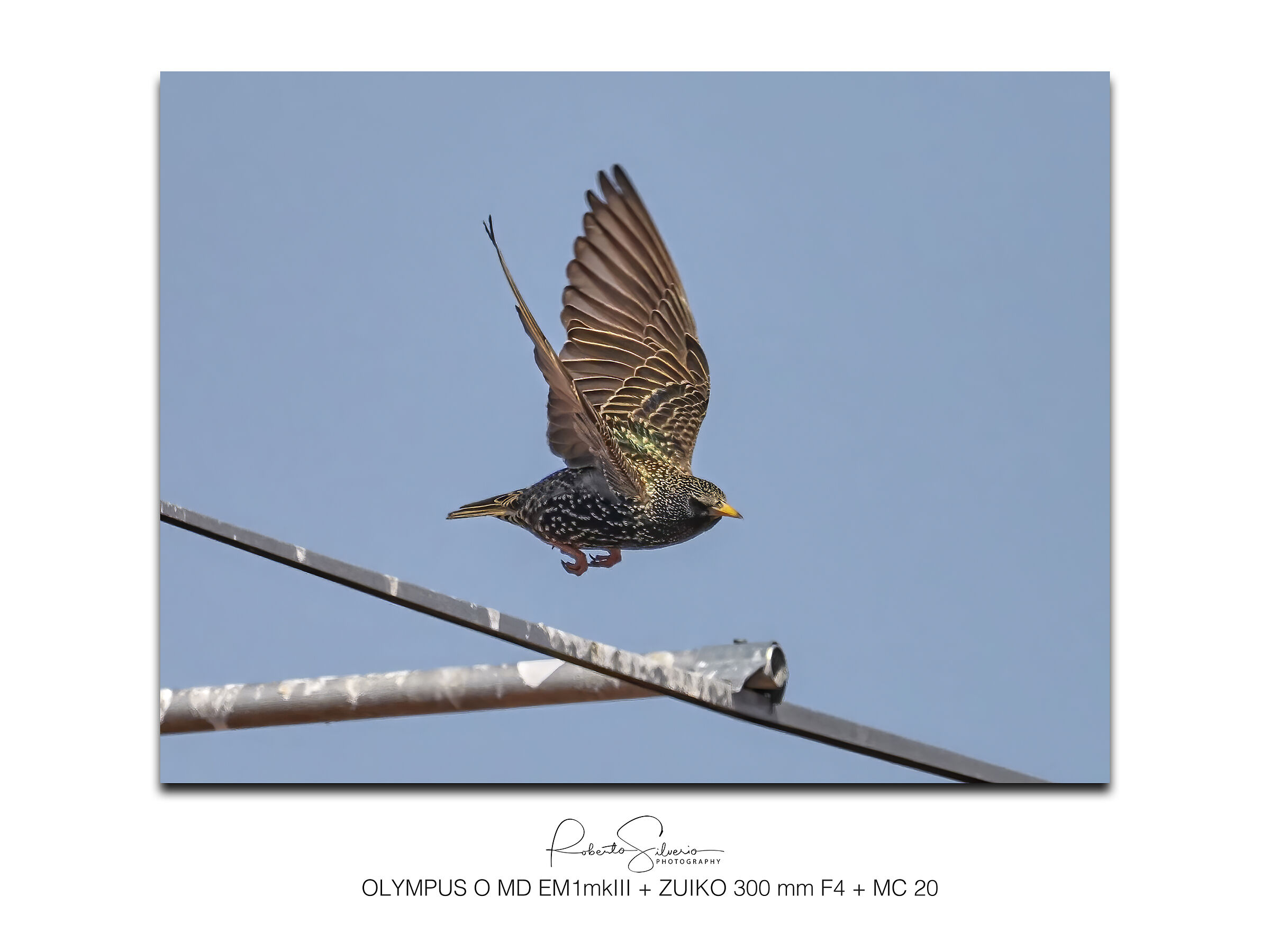 Storno Europeo - Sturnus vulgaris