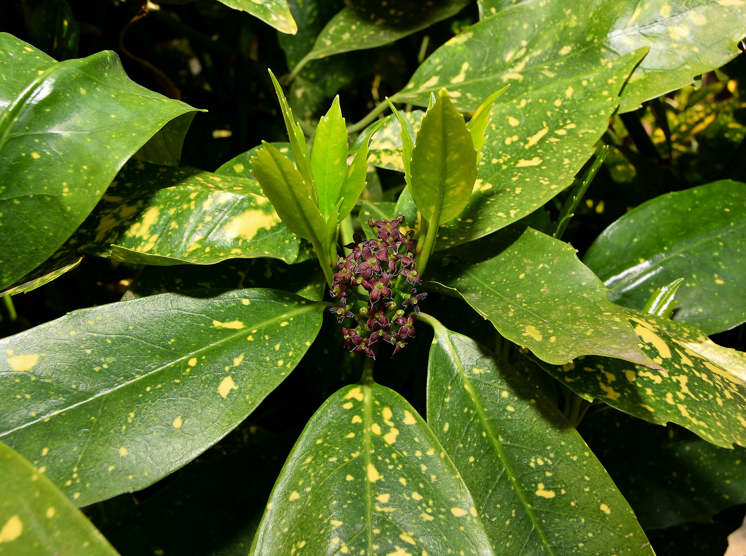 Fioritura primaverile